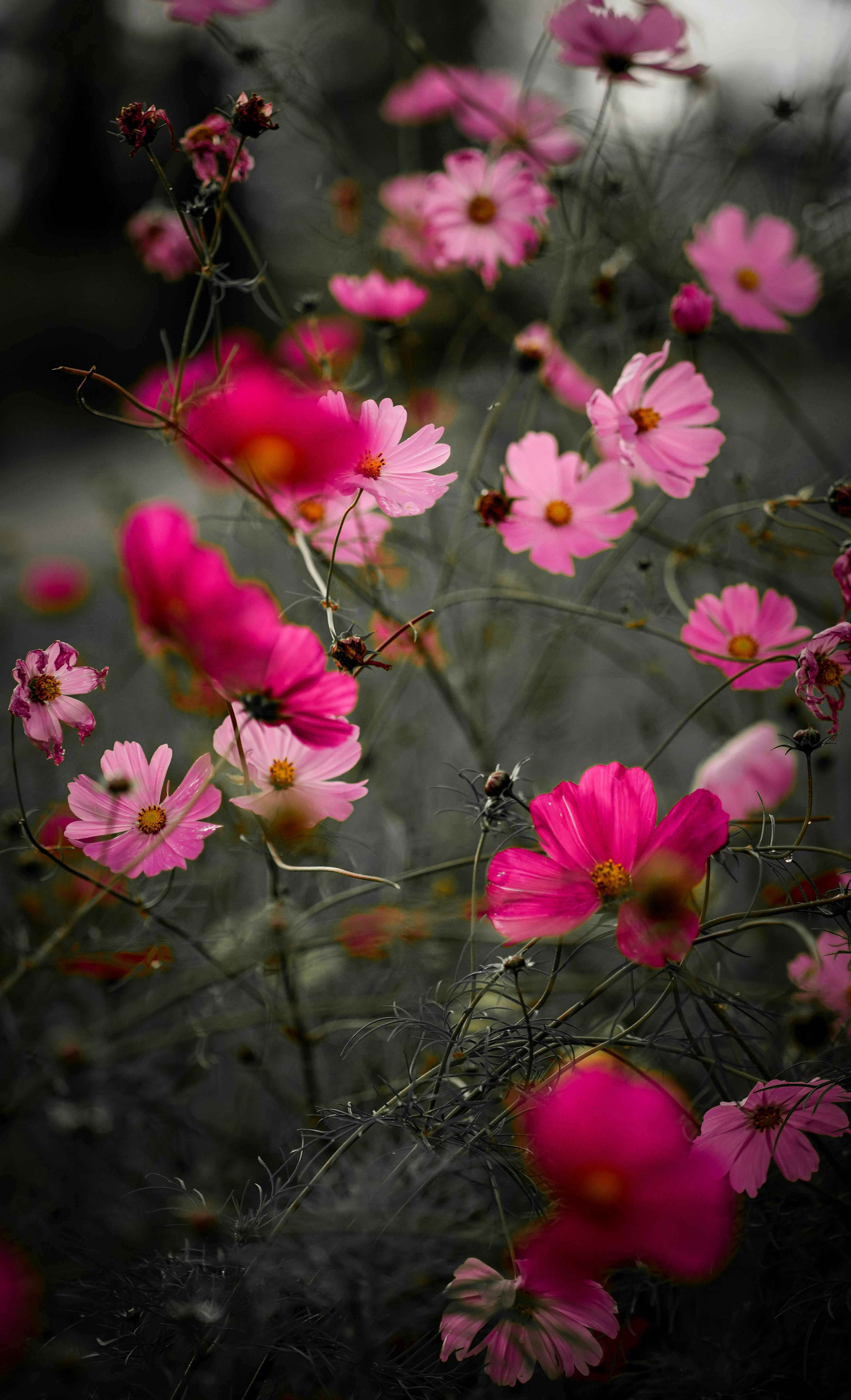 Pink and Red Blooming Cosmos Flowers · Free