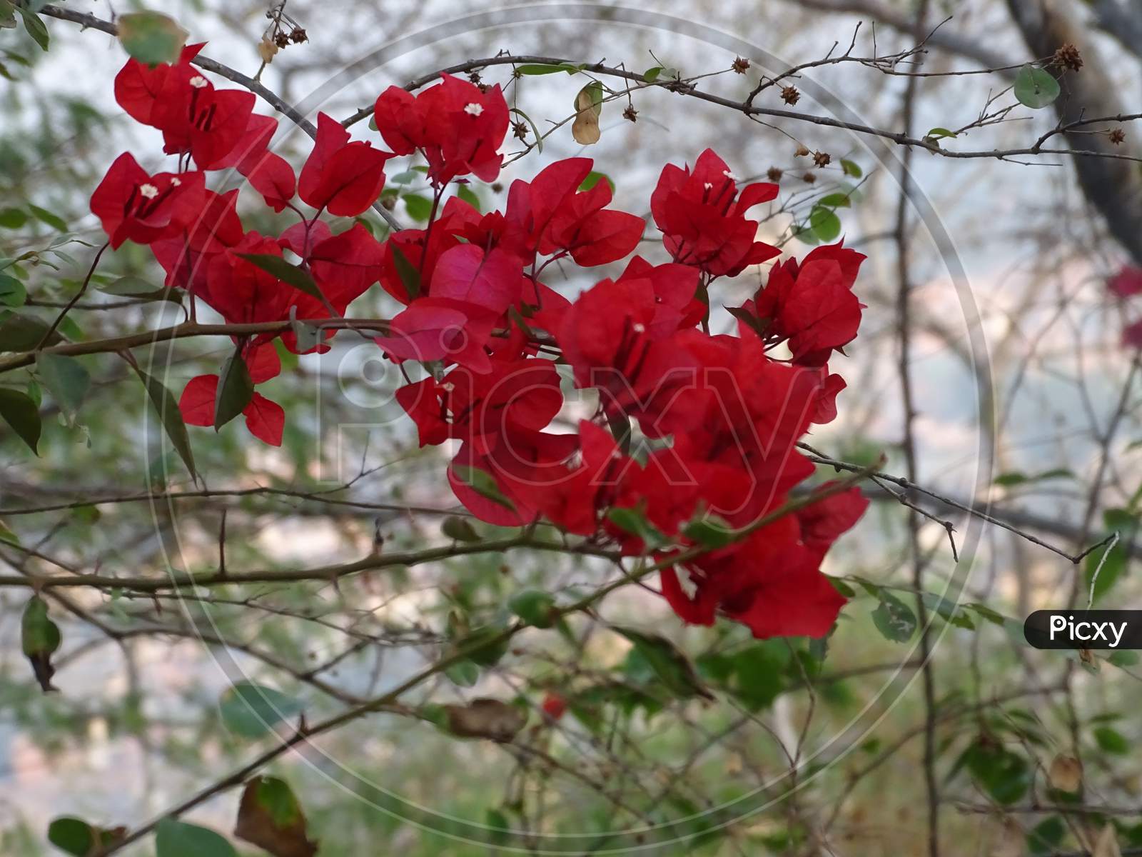 Image Of Nature Wallpaper. Flowers Picture. Beutifull Nature Wallpaper. Indian Flowers KR624454 Picxy