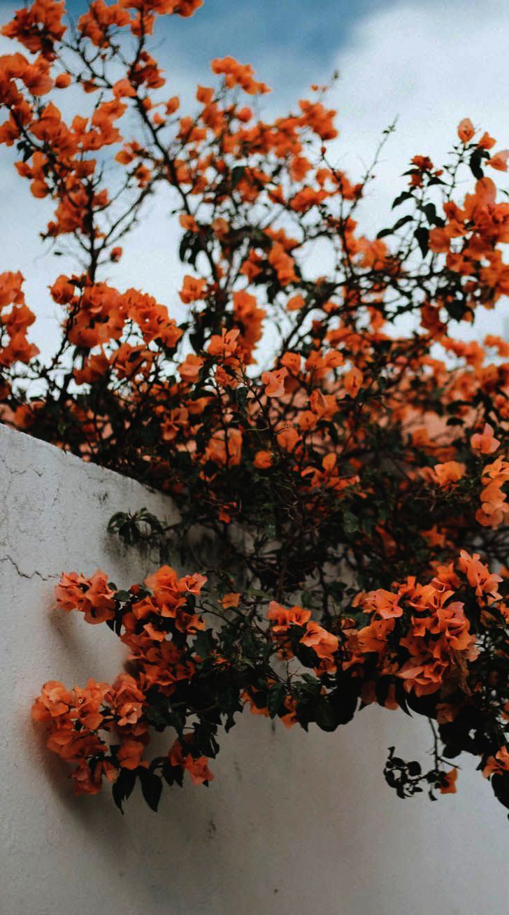 iPhone wallpaper HD 4k