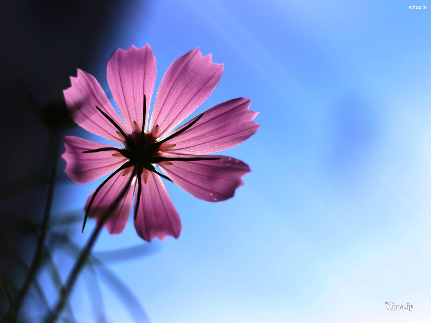 Natural Flower Wallpaper HD