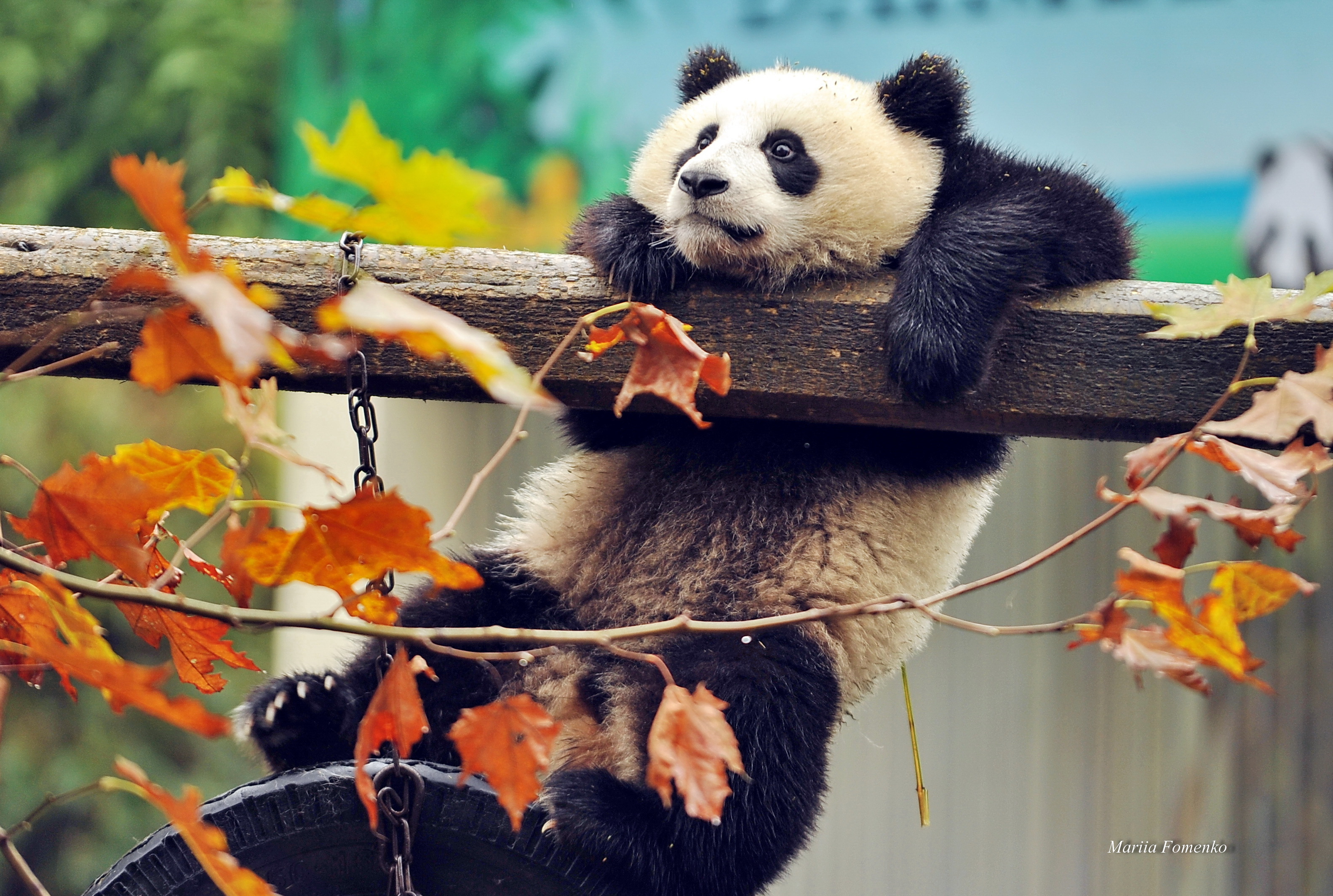 Wallpaper autumn, leaves, branches, animal, bear, Panda, China, beast for mobile and desktop, section животные, resolution 3165x2128
