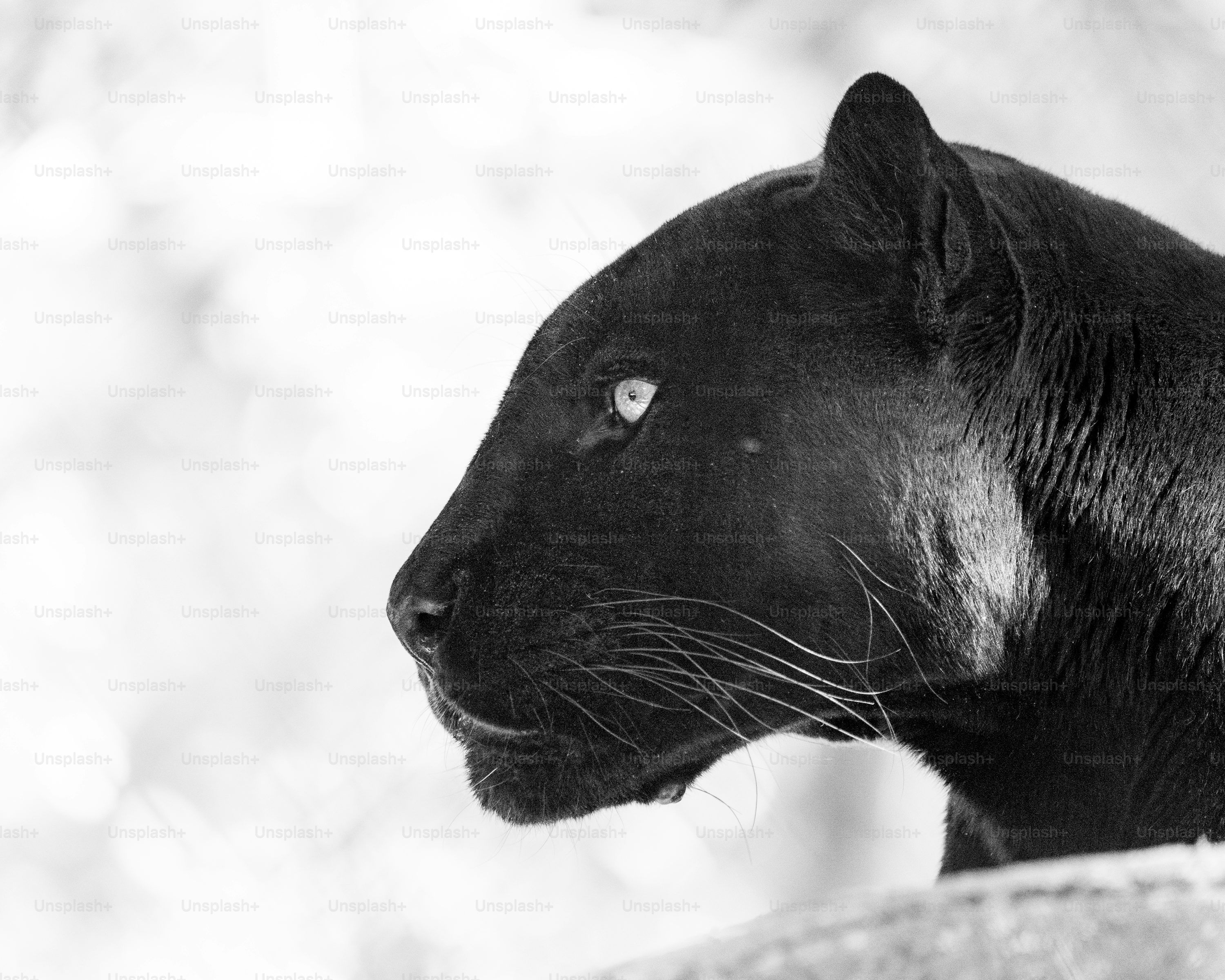 Black Panther Picture. Download Free Image