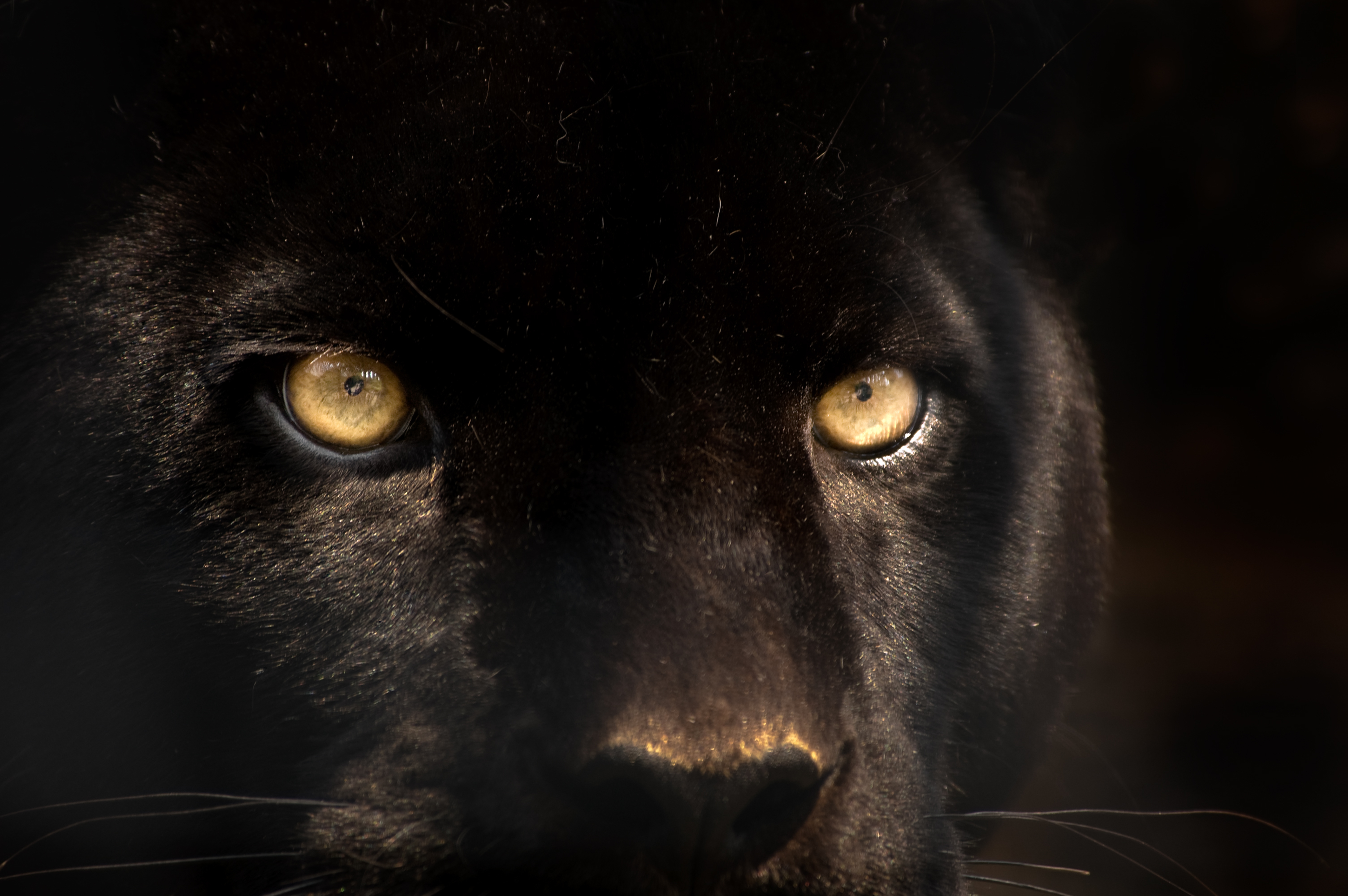 Download Animal Black Panther 4k Ultra HD Wallpaper