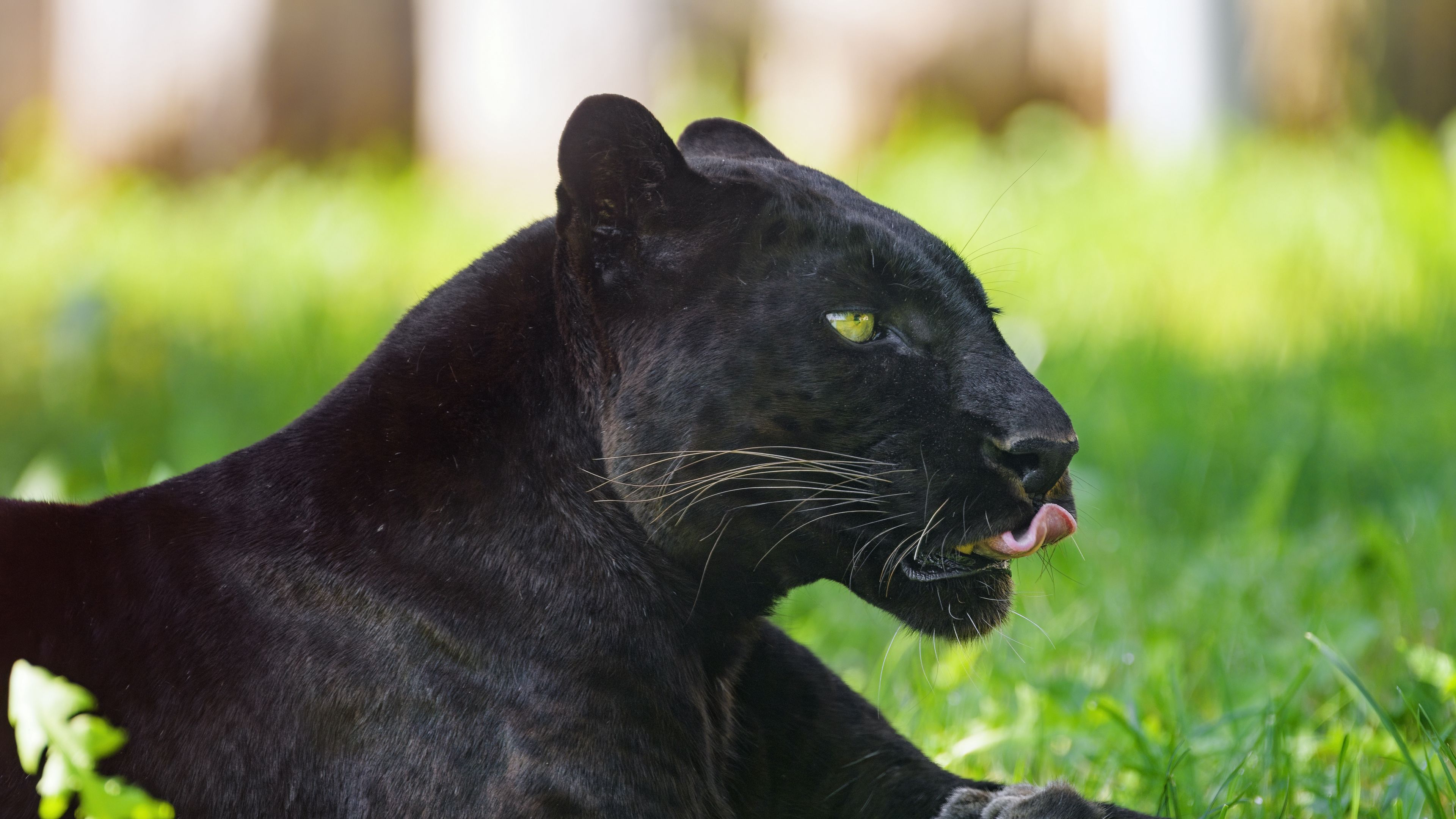 Download wallpaper 3840x2160 panther, animal, big cat, protruding tongue, black 4k uhd 16:9 HD background