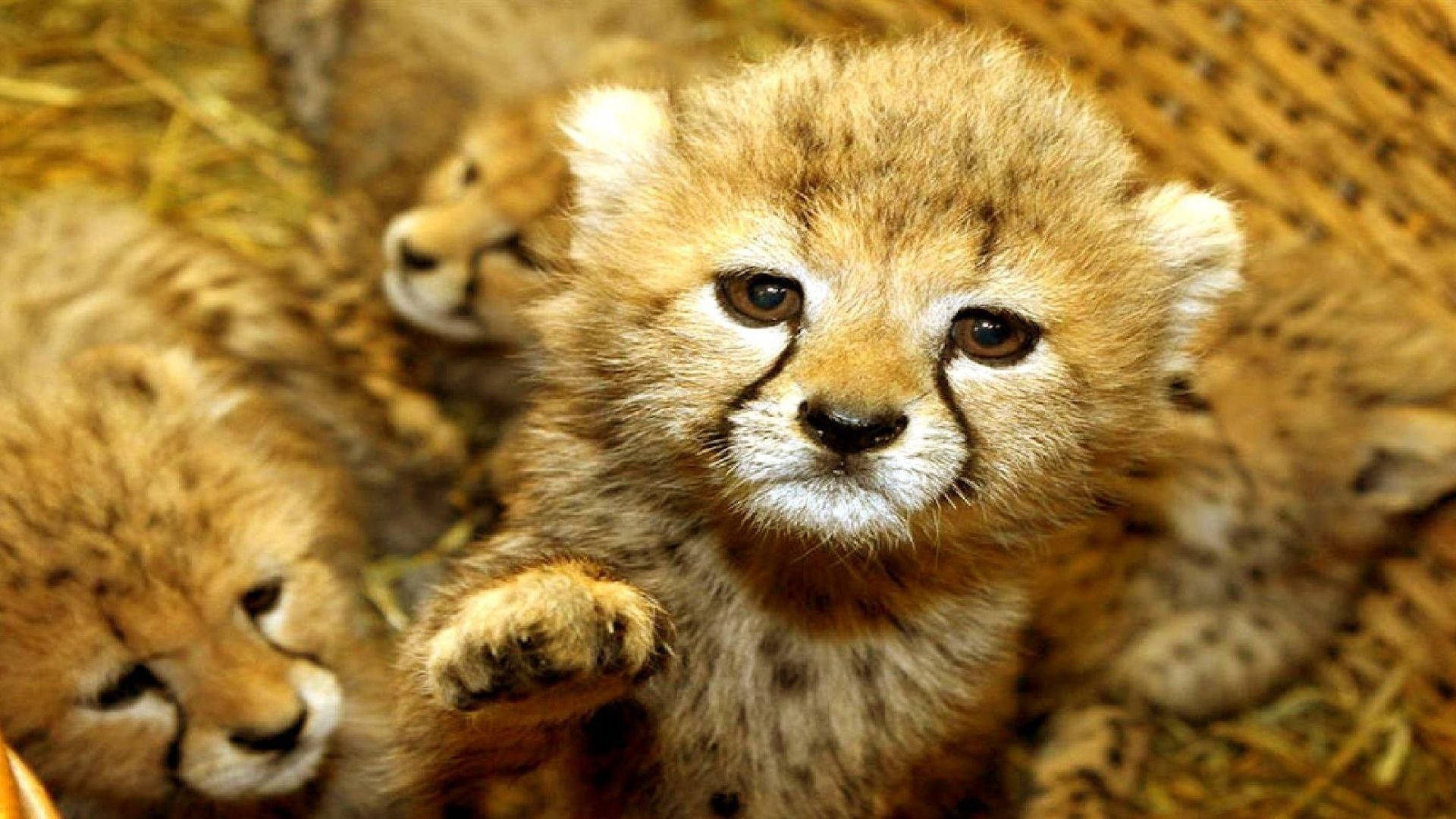 Baby Animals Wallpaper