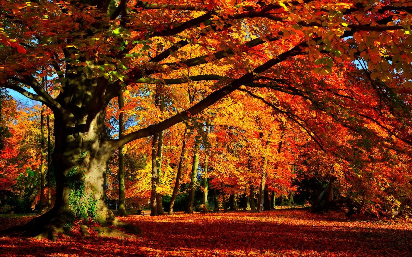 Autumn Colors download and install on Windows