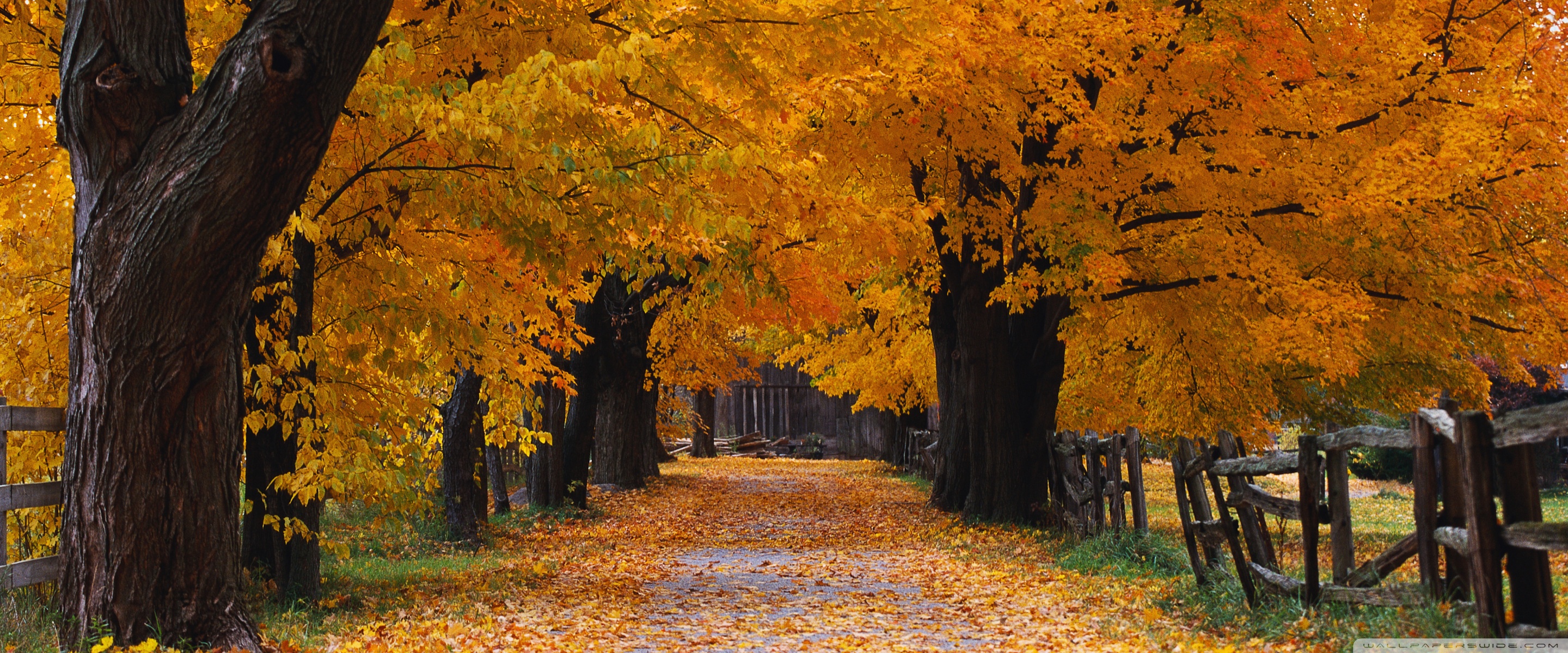 Windows XP Autumn Background 4K UHD Wallpaper for UltraHD Desktop and TV, Widescreen and UltraWide Display, Dual Monitor, Smartphone and Tablet Devices