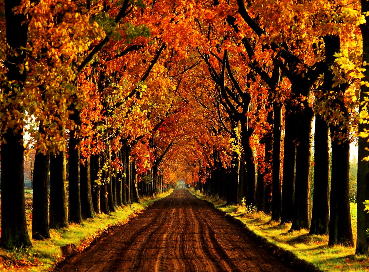 Autumn background image. Download Free wallpaper