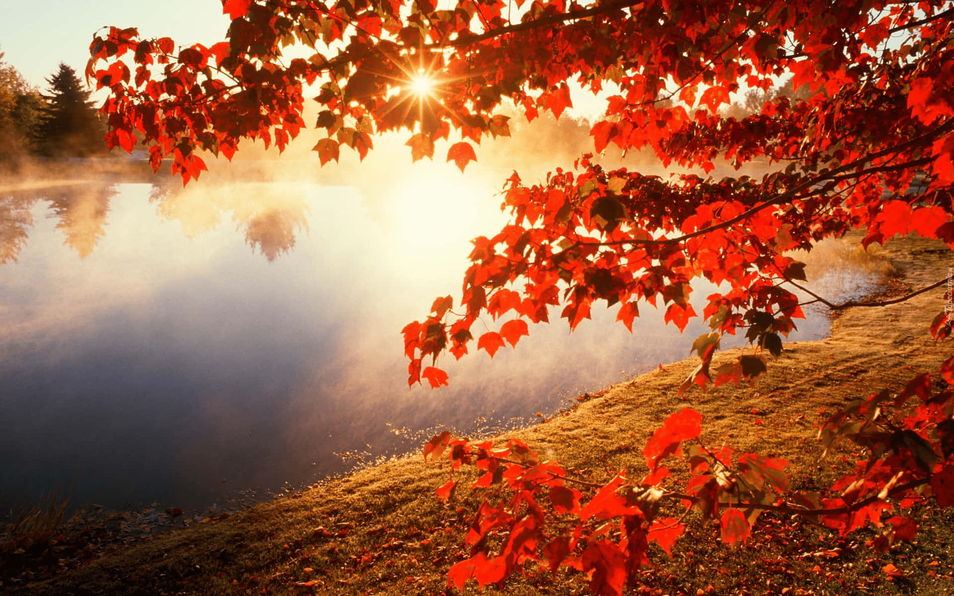 Download Autumn Background