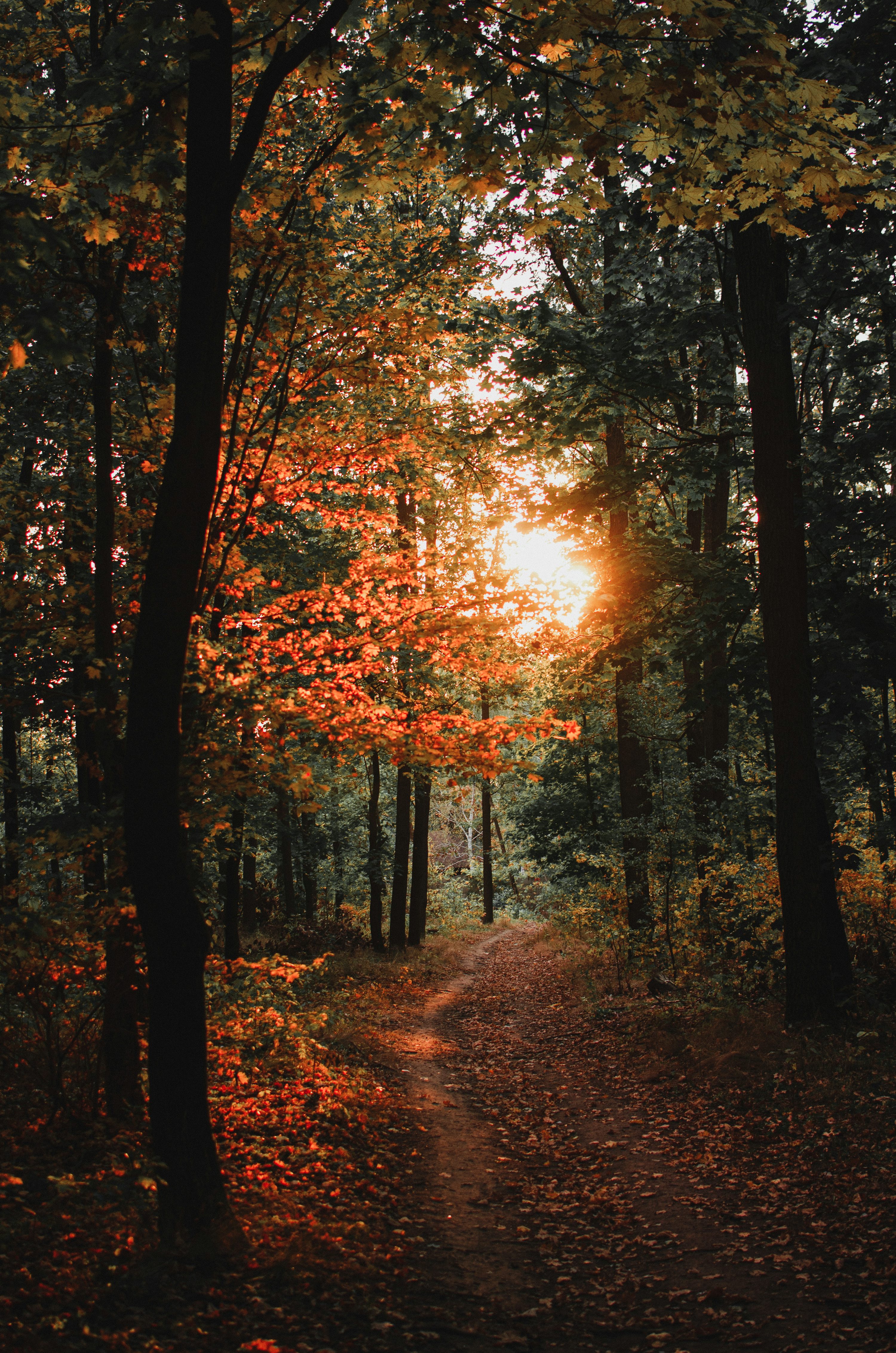 Autumn Forest Picture. Download Free Image