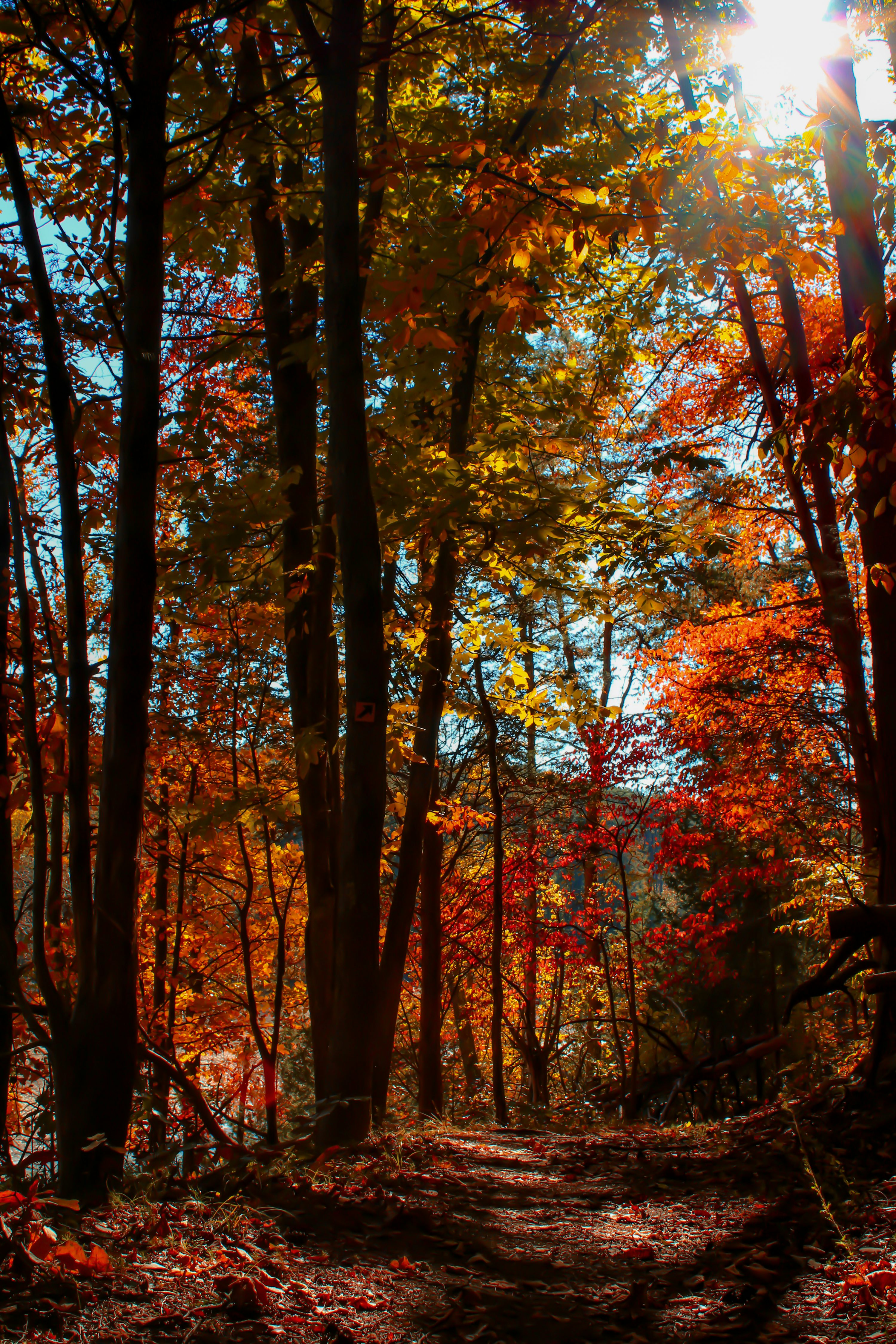 Forest In Fall Picture. Download Free Image