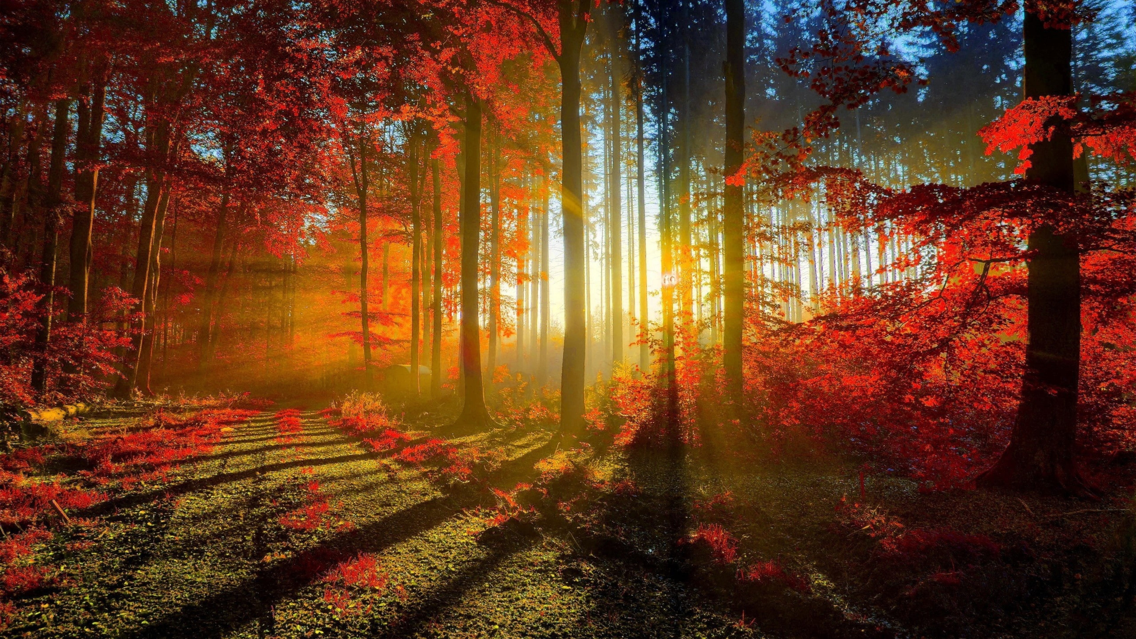 Photography Of Autumn Red Forest With Sunbeam 4K HD Nature Wallpaper