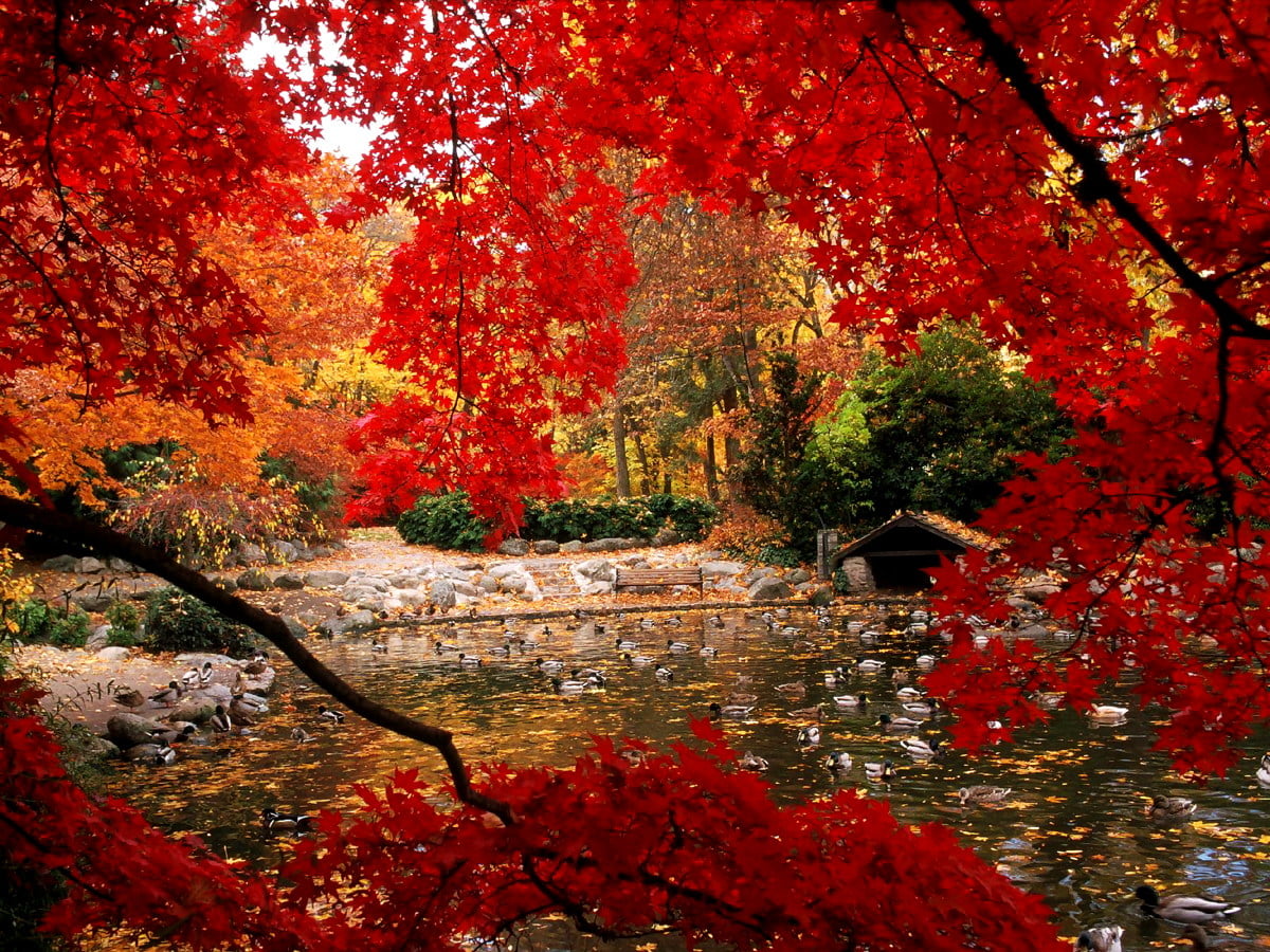 Autumn background image. Download Free wallpaper