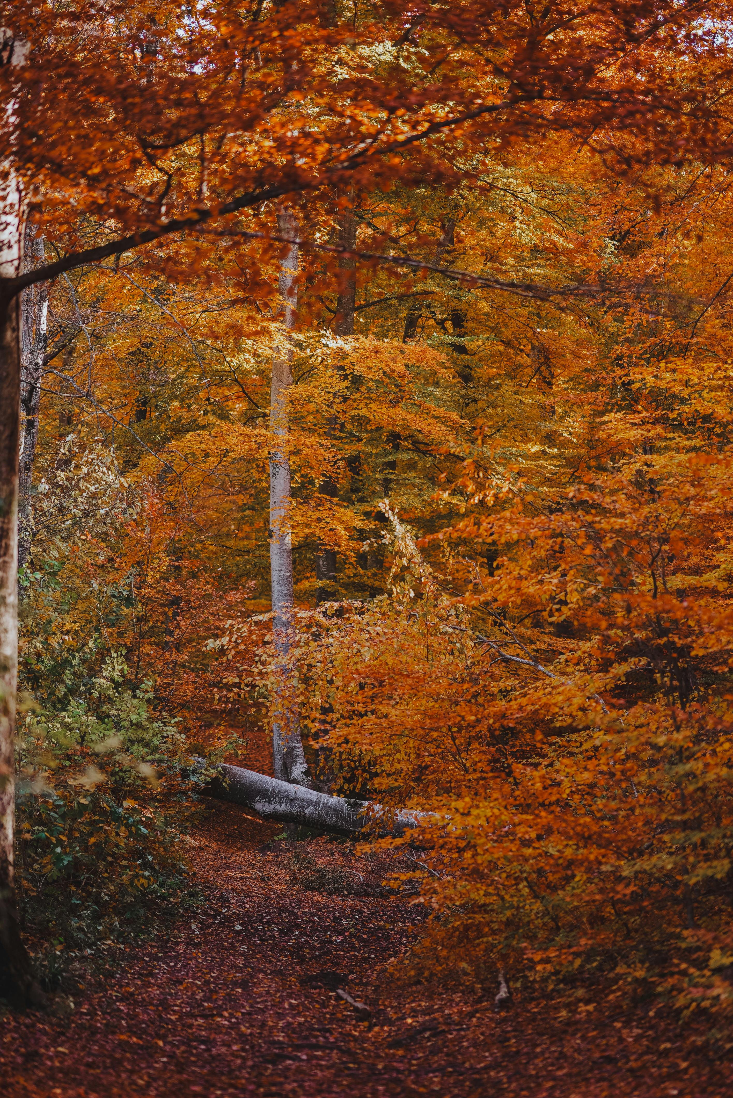 Autumn Forest Scene with Vibrant Foliage · Free