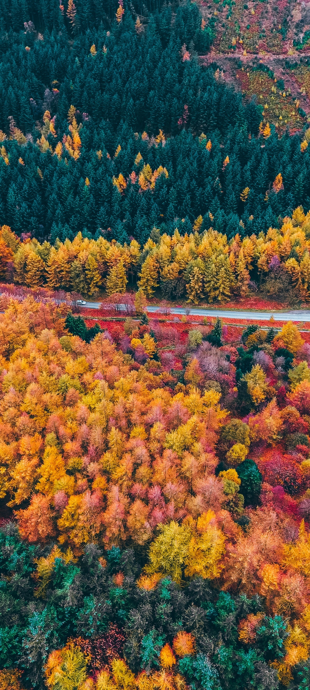 Autumn Forest Wallpaper 4K, Drone photo, Aerial view, Fall
