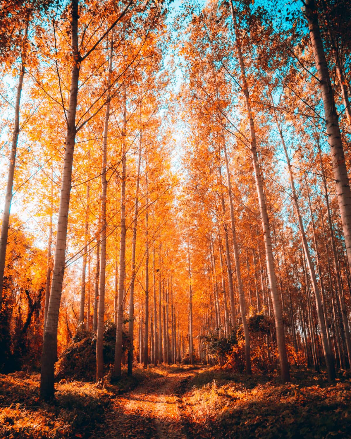 Free picture: forest, forest path, autumn, trees, leaf, wood, tree, dawn, birch, landscape