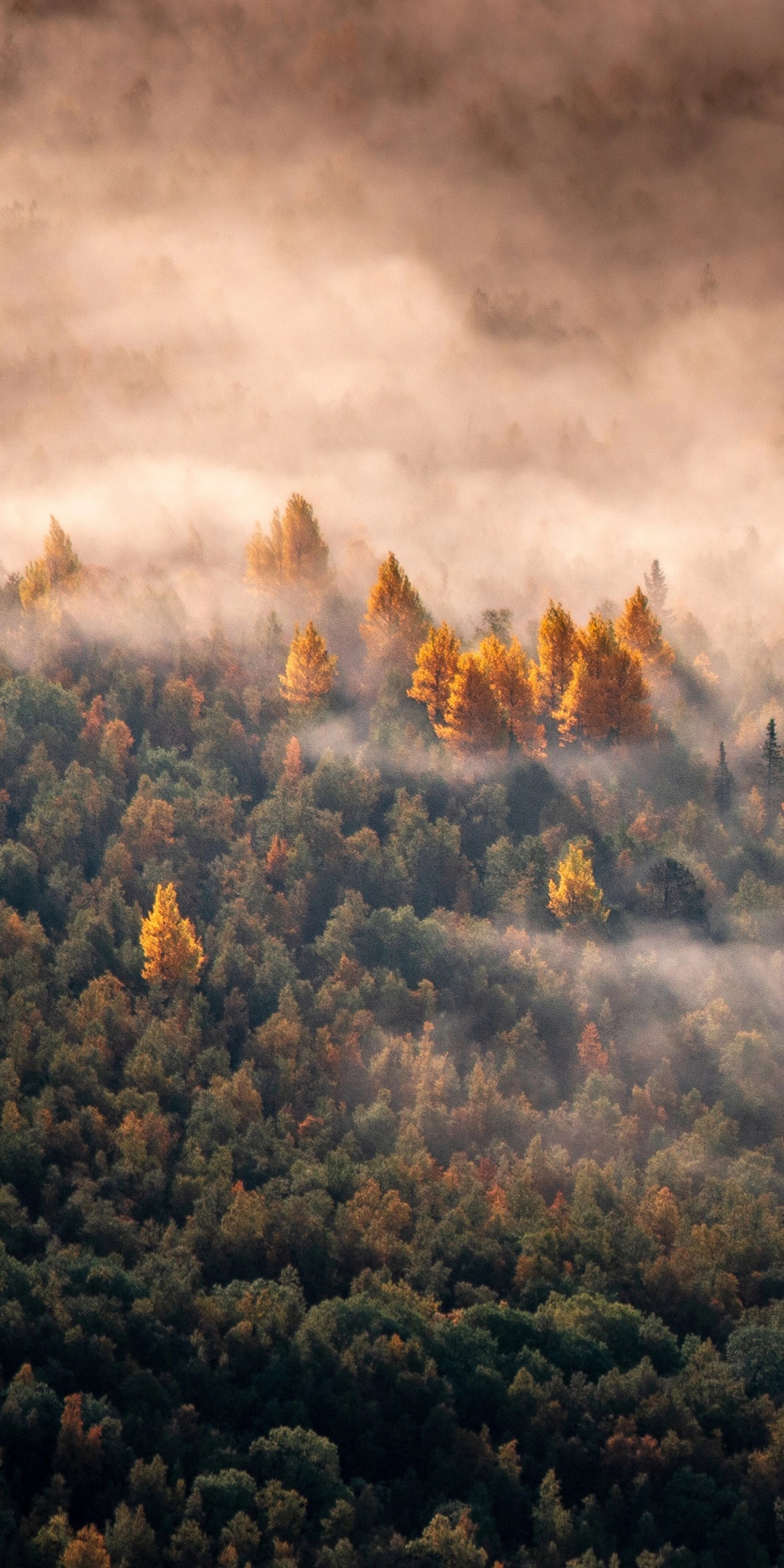 Autumn Forest Wallpaper 4K, Morning light, Aerial view, Mist