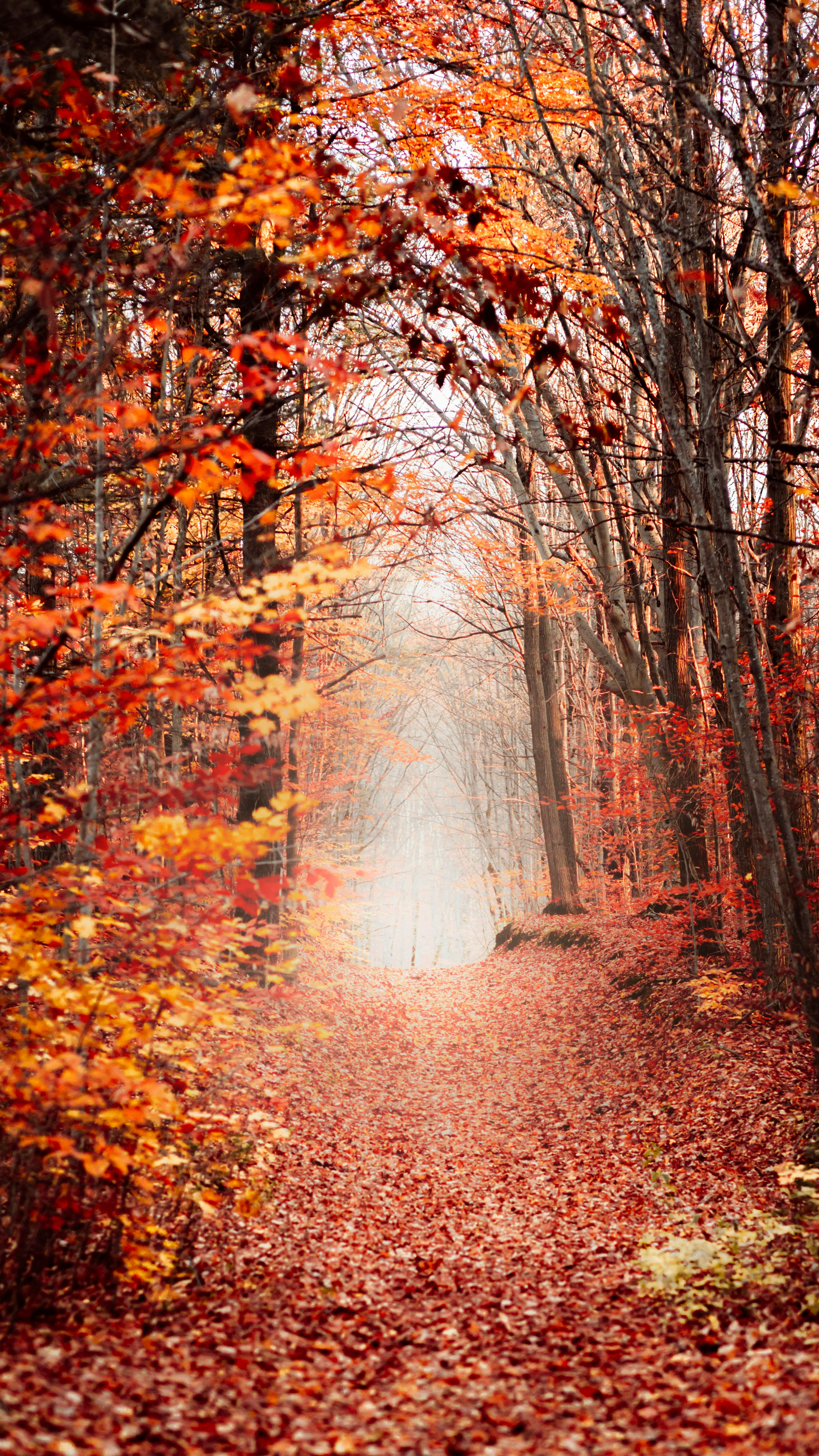 Landscape Photography of Forest during Autumn Season · Free