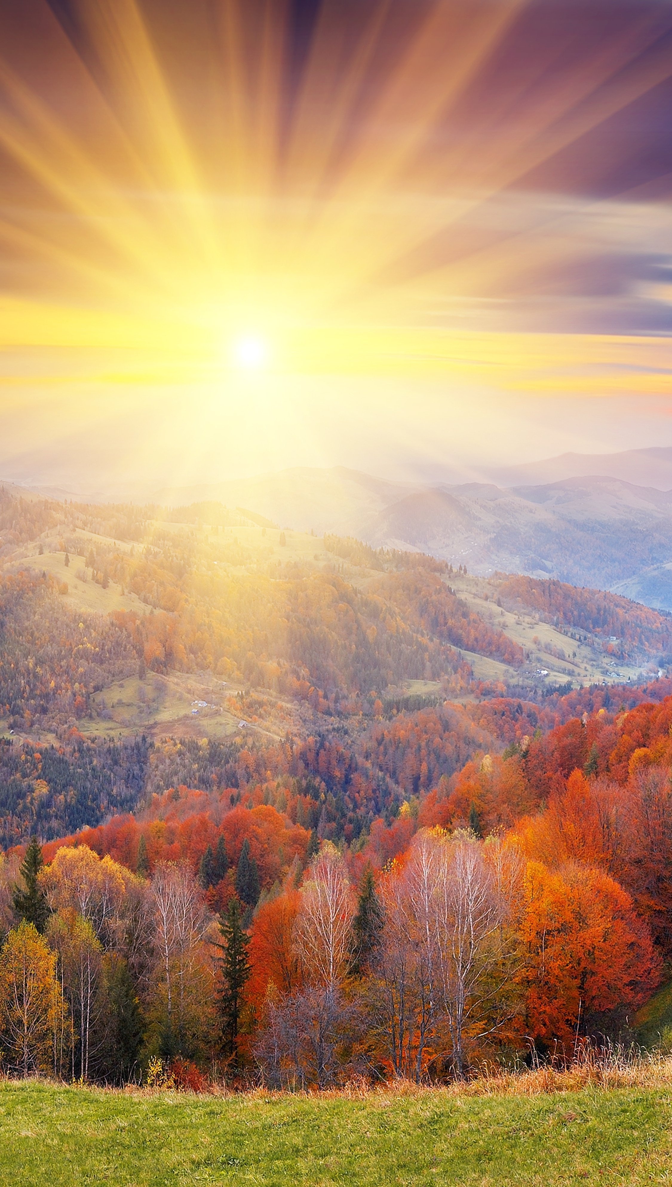 Sunrise in the forest during the autumn Wallpaper for iPhone and Mobile Phone