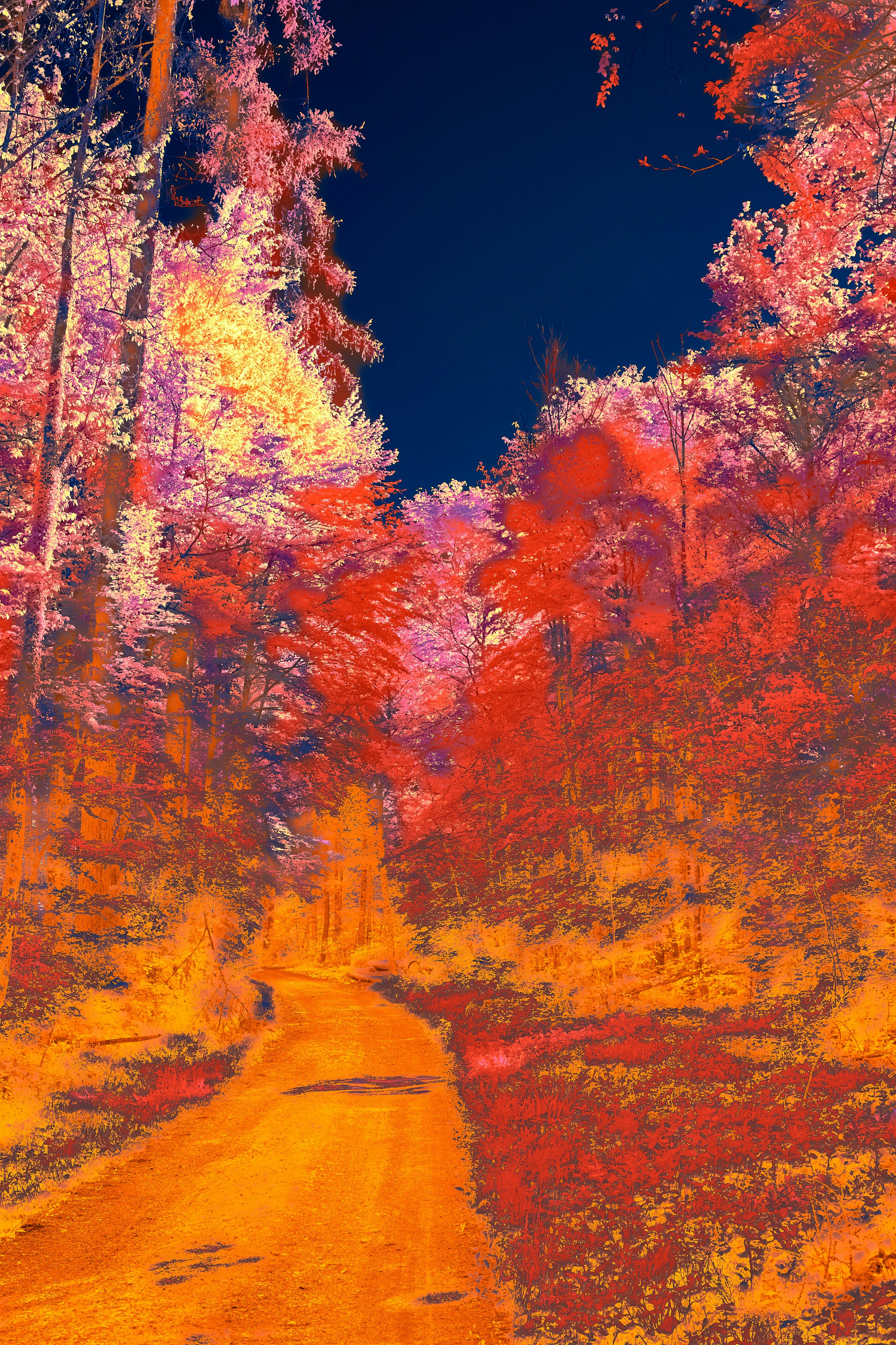 A winding path through a vibrant, surreal forest photo