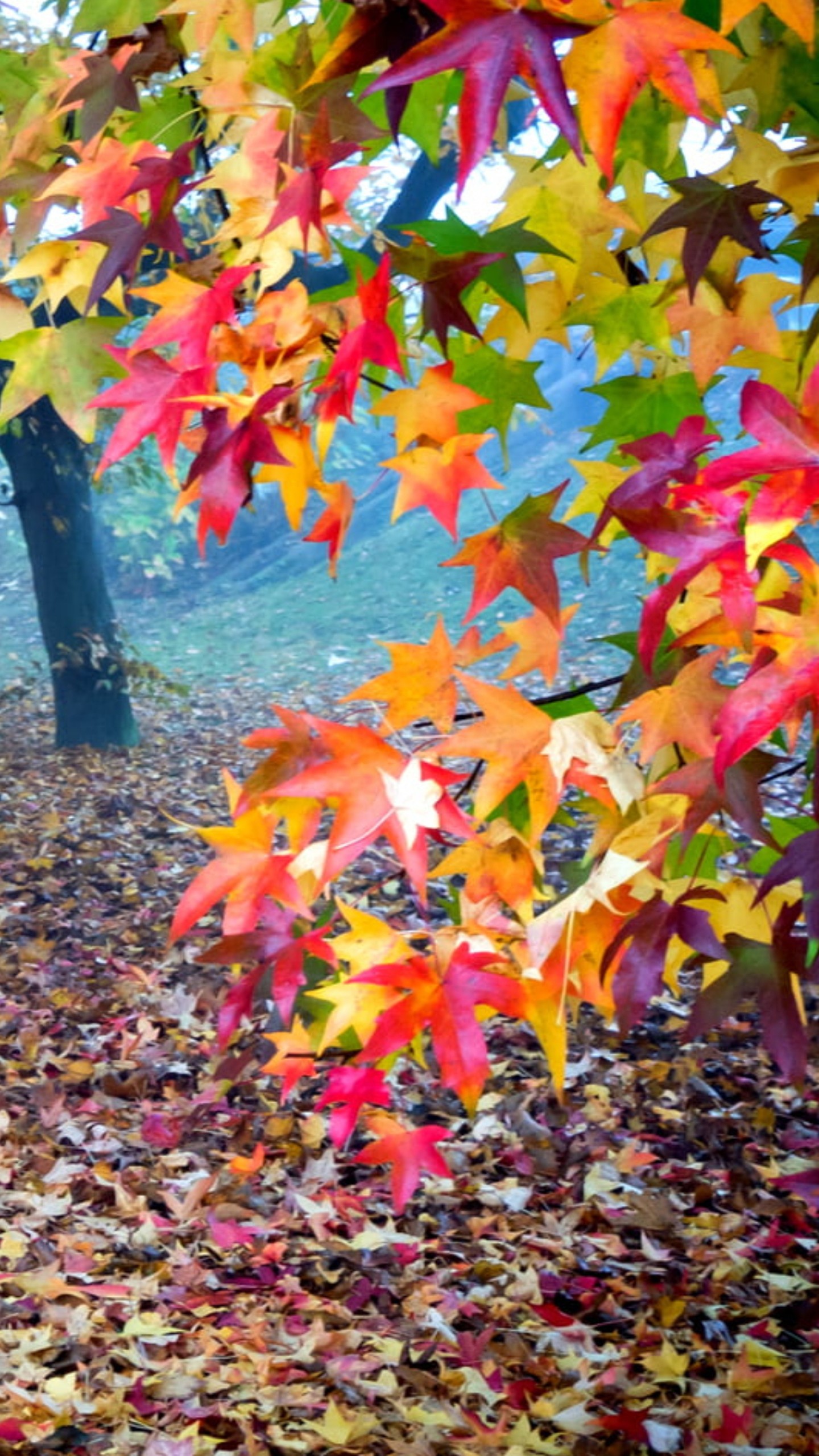 Beautiful Autumn Leafed Trees In Forest With Fog 4K HD Nature Wallpaper