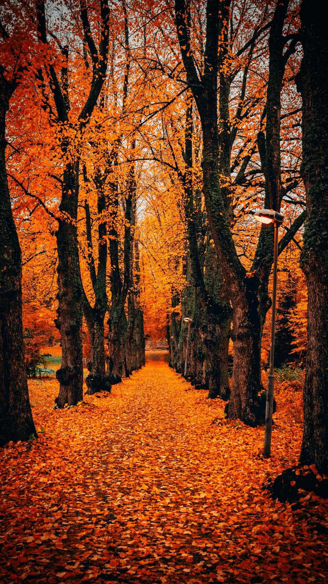 Download Fall Tumblr Path Of Trees Wallpaper