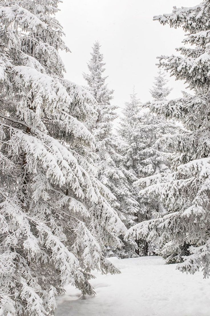 Snowy Pine Trees Winter Decor Christmas Gift Under 10 Forest Wall Art Downloadable Gift Winter Lands