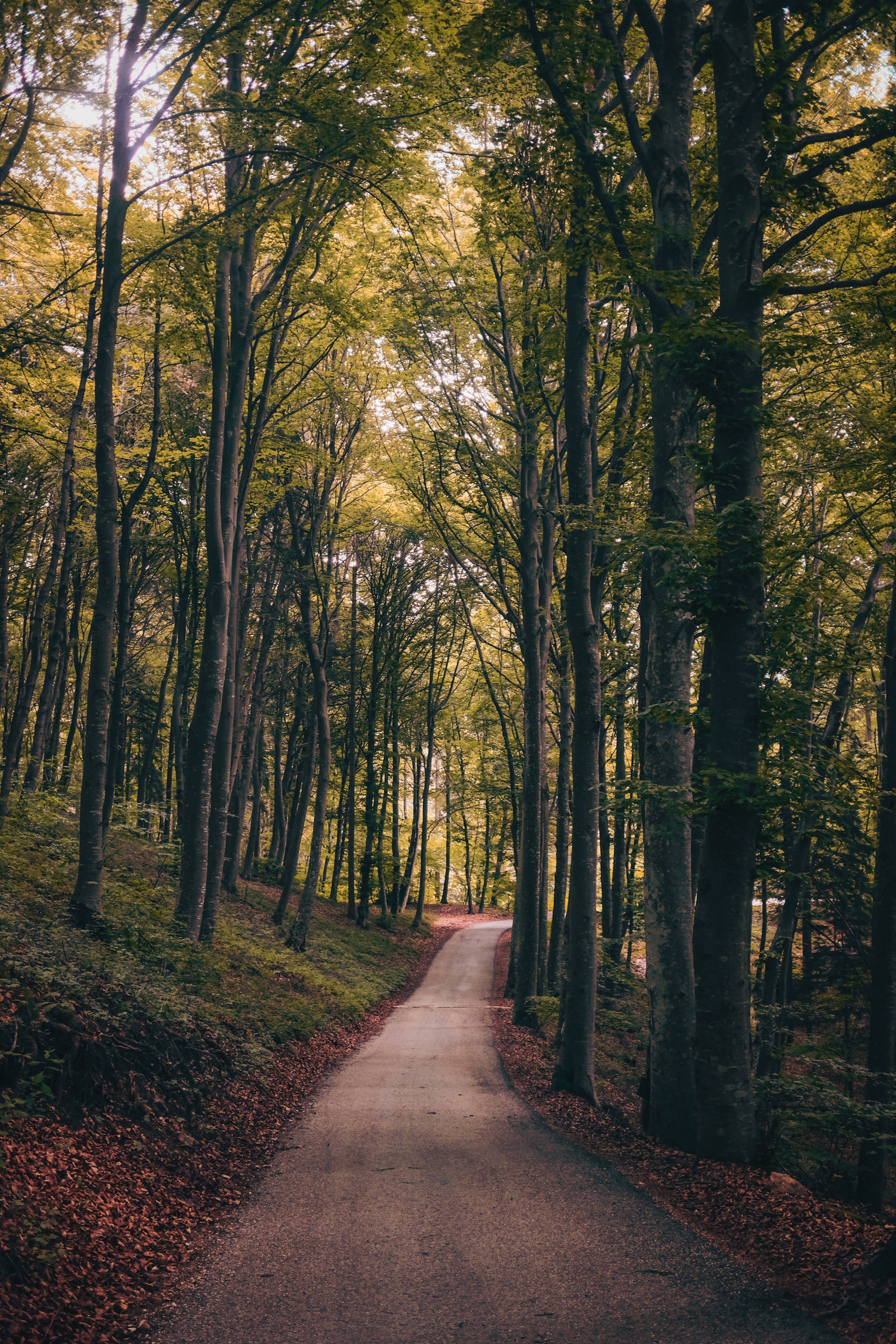 Download wallpaper 3264x4896 park, path, trees, autumn HD background