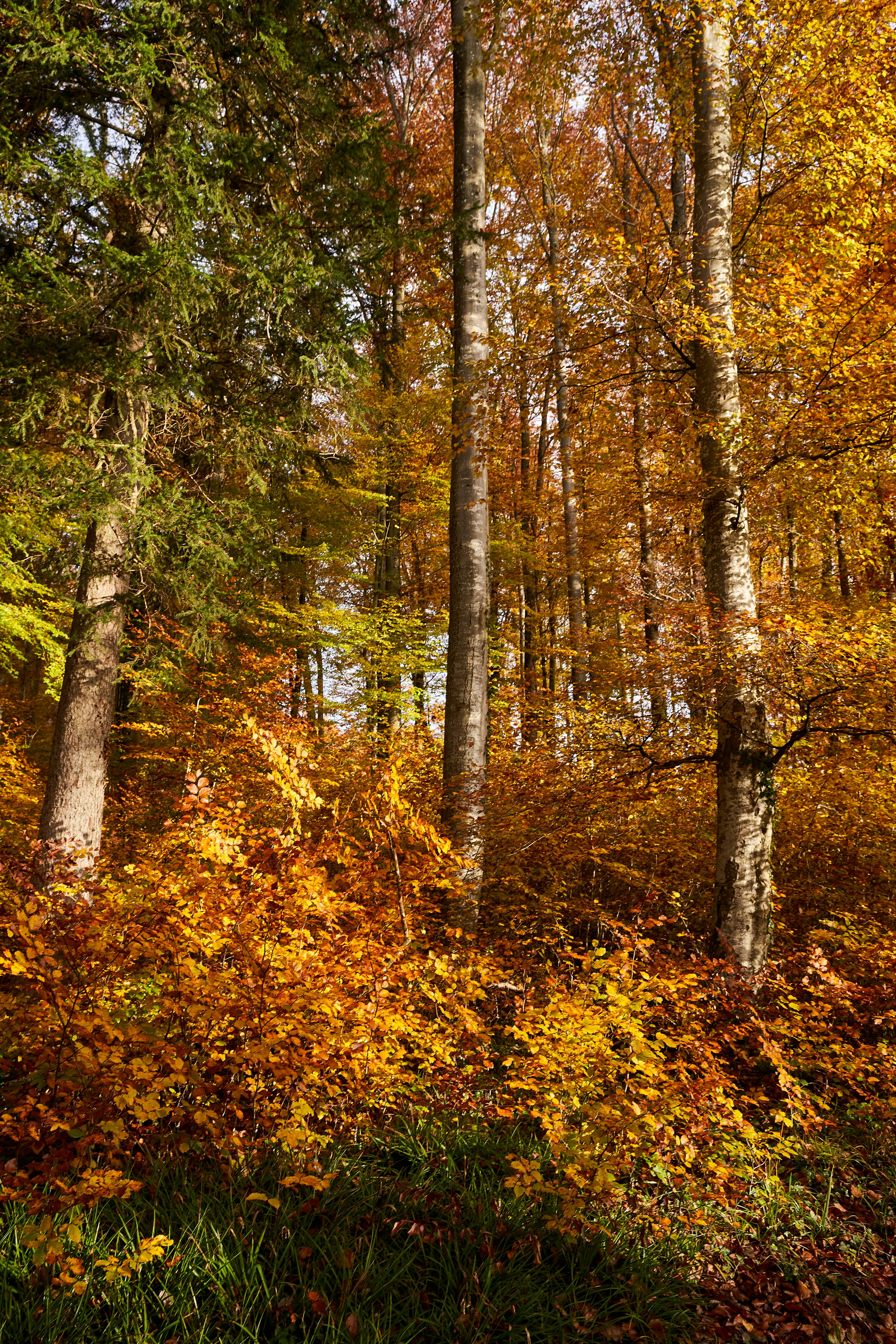 A forest filled with lots of trees covered in leaves photo