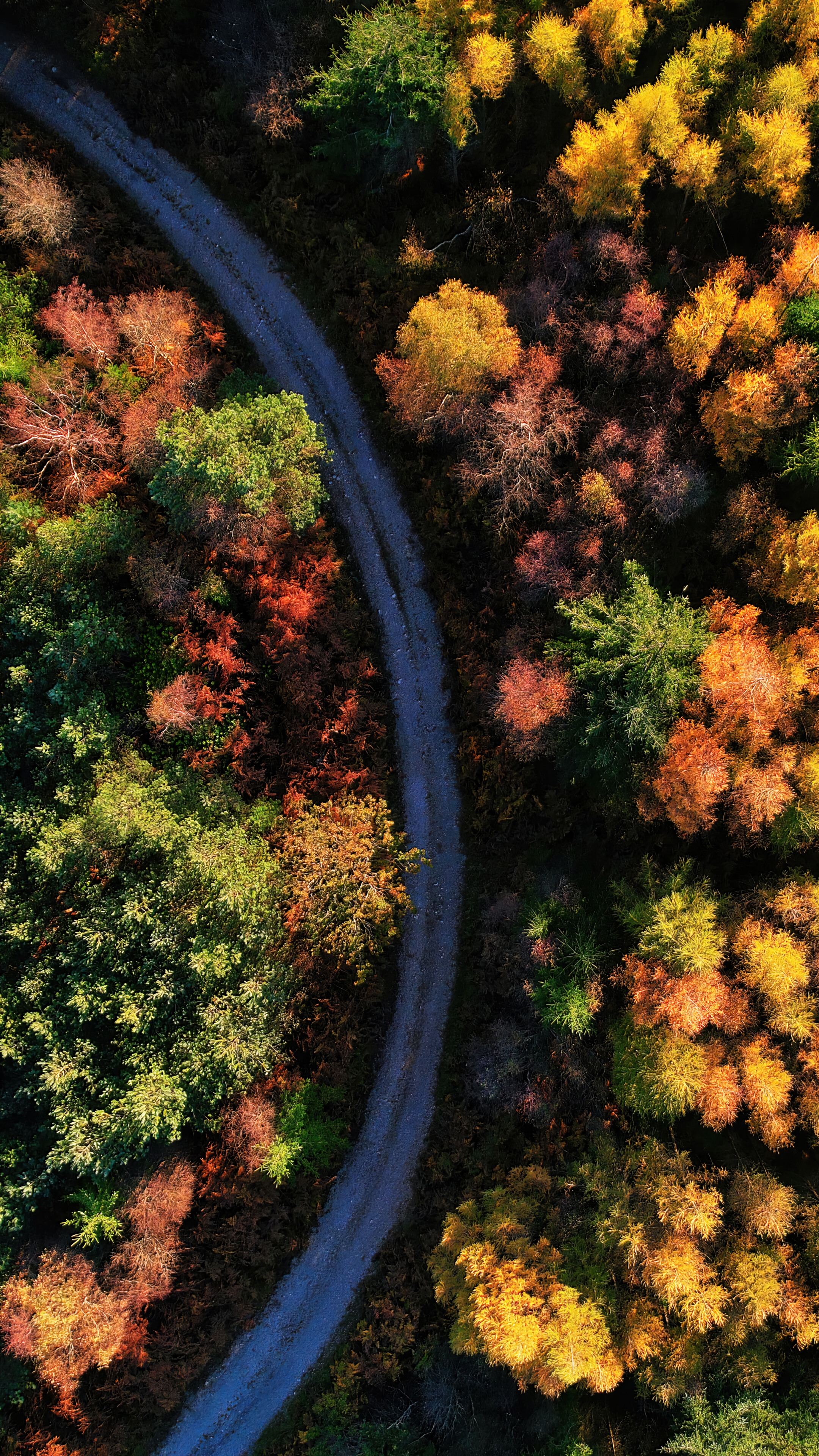 Autumn Forest Scenery Road Aerial View 4K Wallpaper iPhone HD Phone f