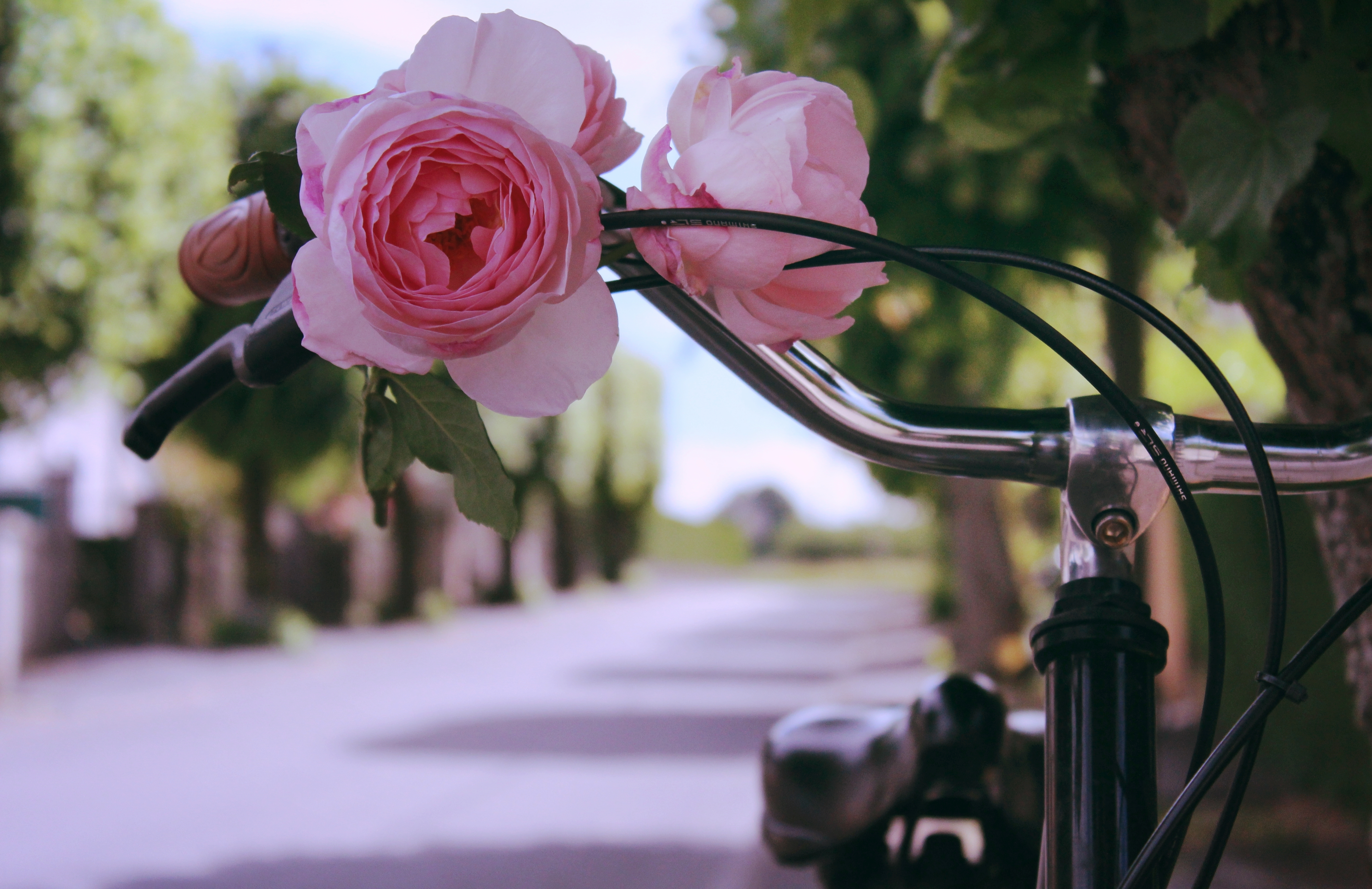 Wallpaper flowers, bike, roses for mobile and desktop, section цветы, resolution 5184x3359