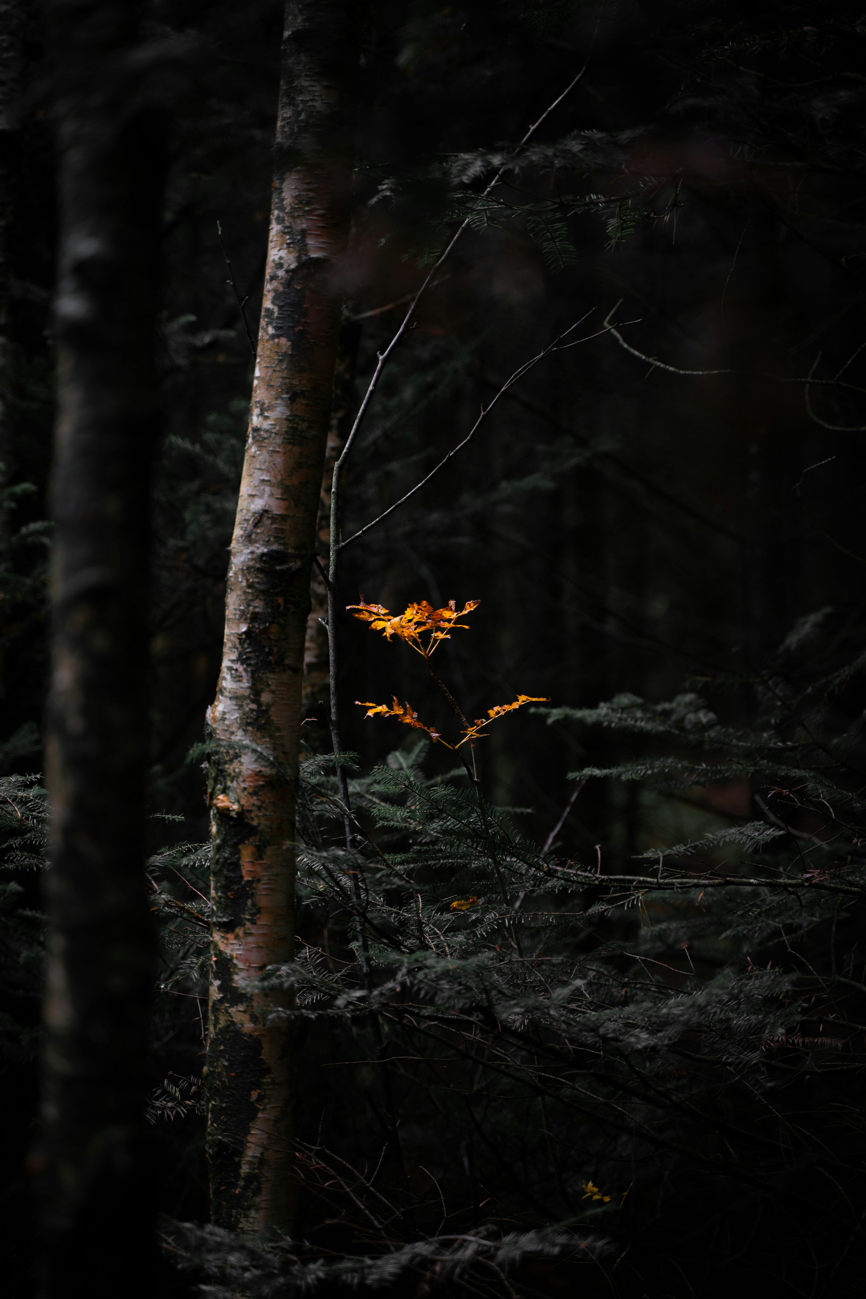 Dark Autumn Picture. Download Free