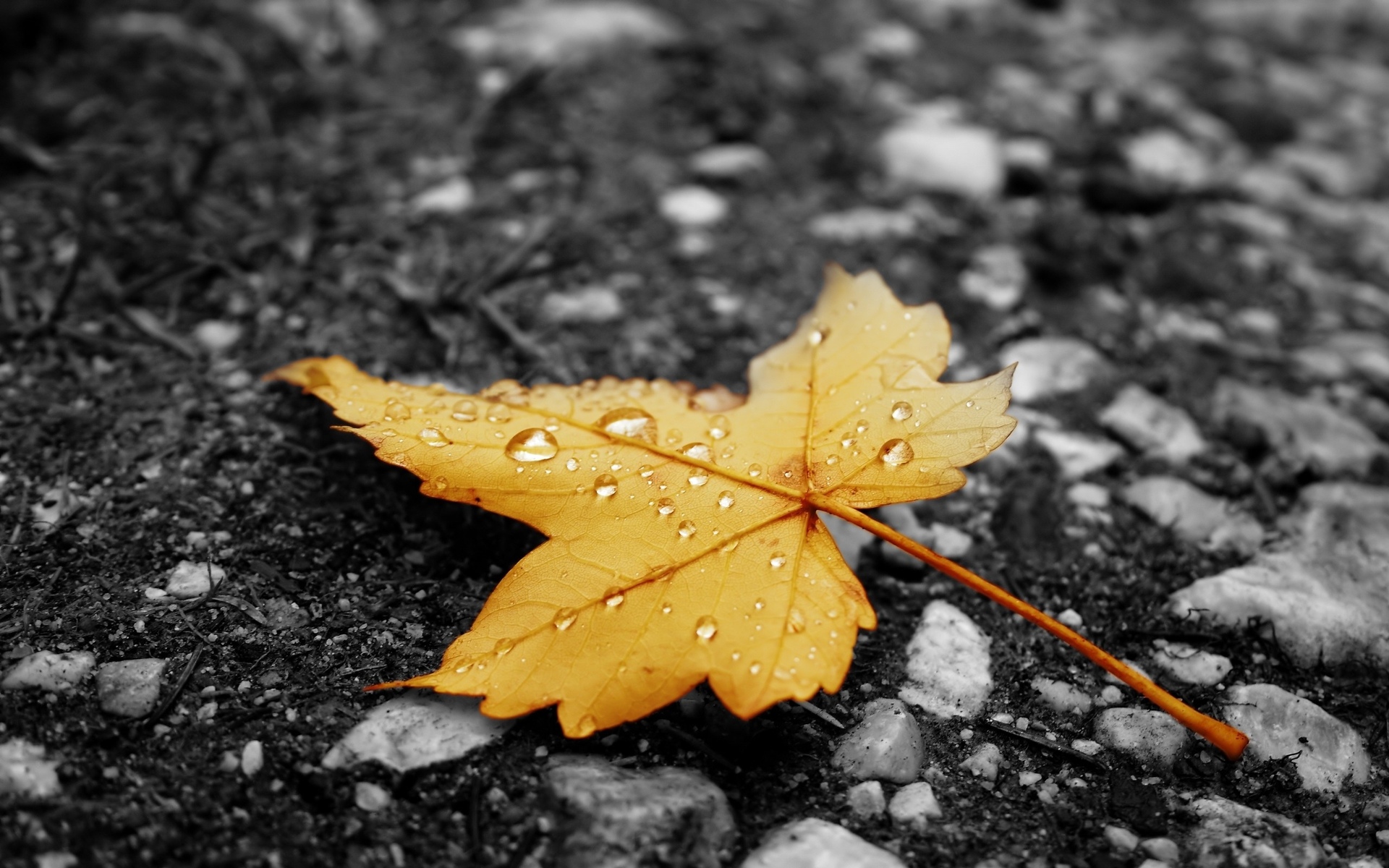 selective, Black, White, Bokeh, Autumn