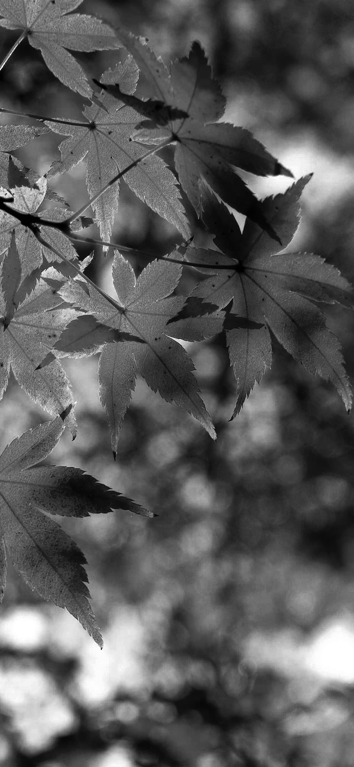 Fall Leaf Dark Bw Mountain Bokeh