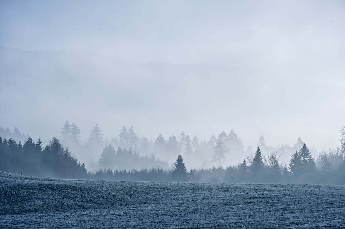 Fog and Clouds over Forest in Winter · Free