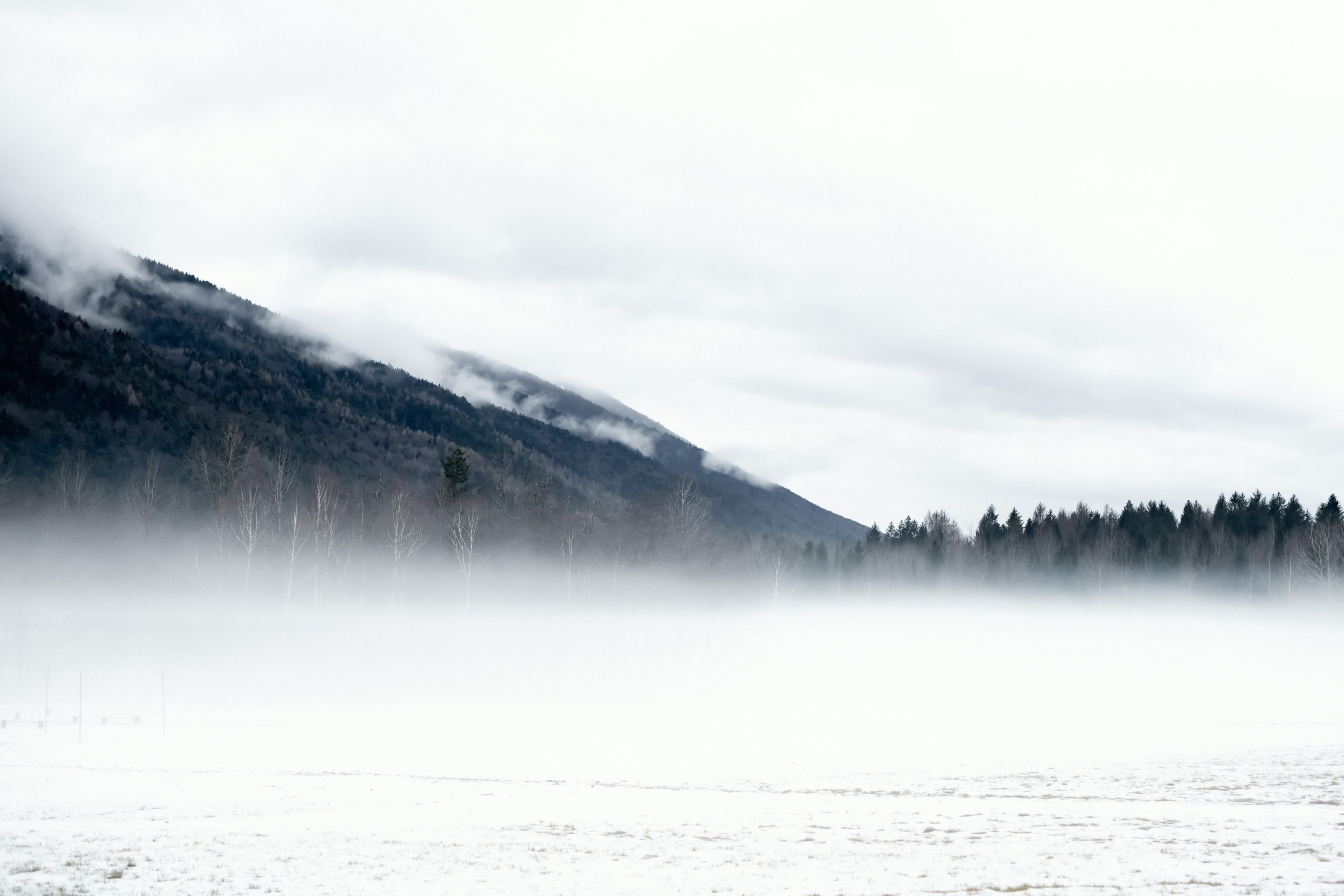 A foggy landscape with trees and mountains in the background photo