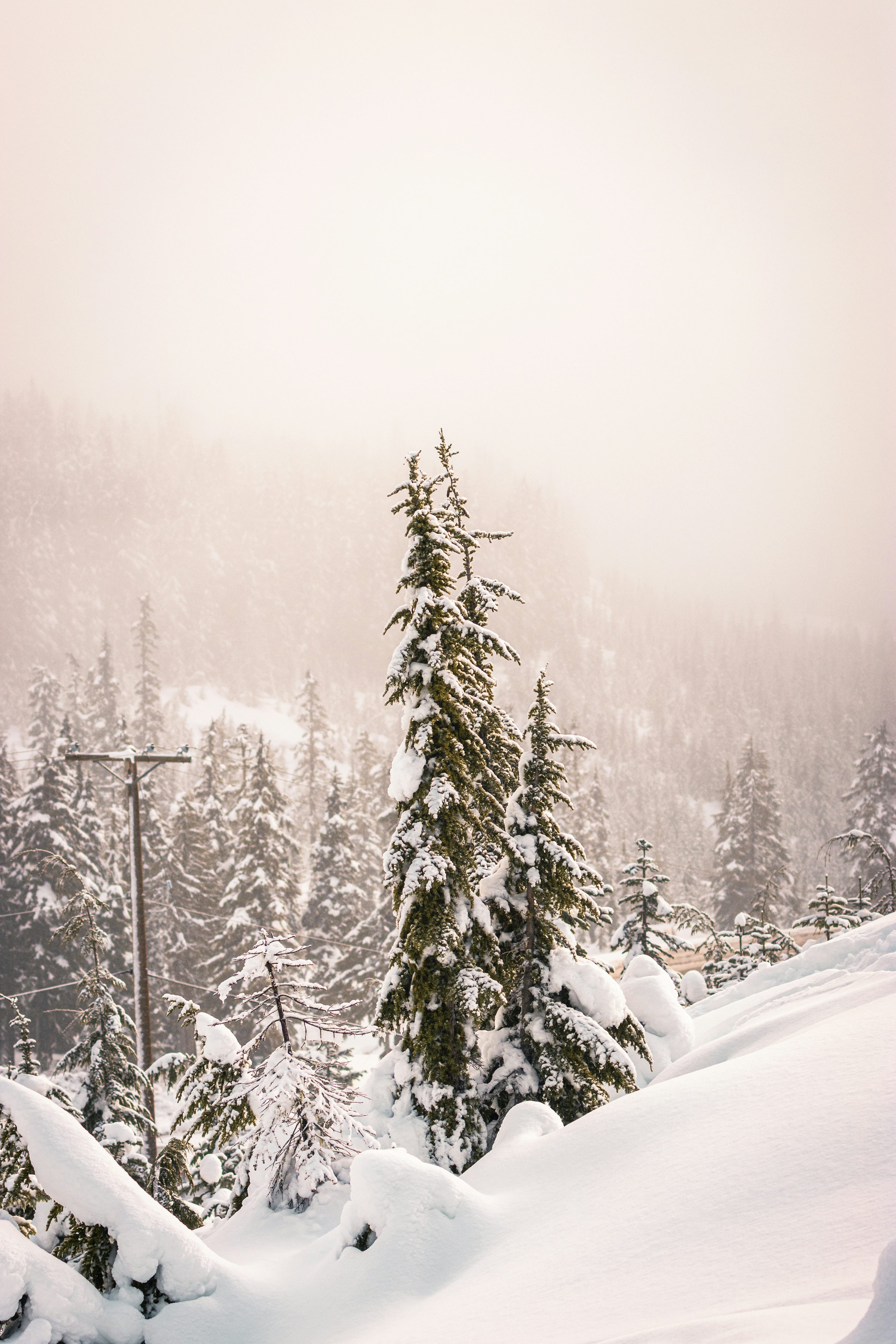 Snow covered evergreen trees in a foggy forest landscape. photo