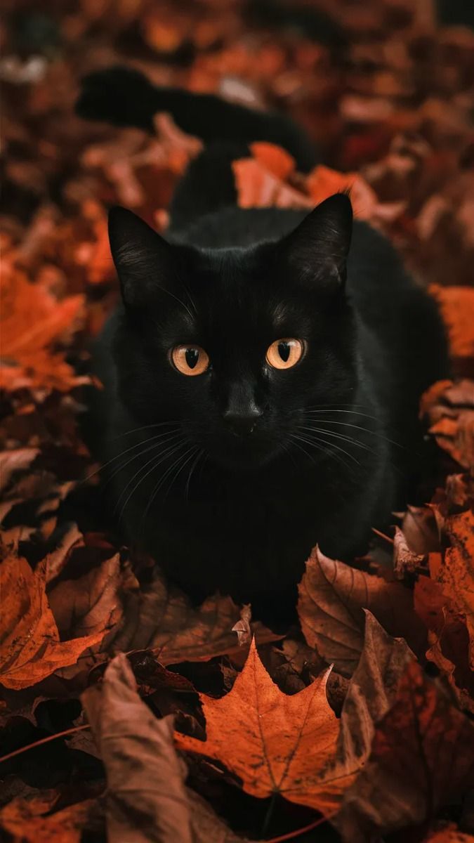 Enchanting Black Cat Fall Wallpaper