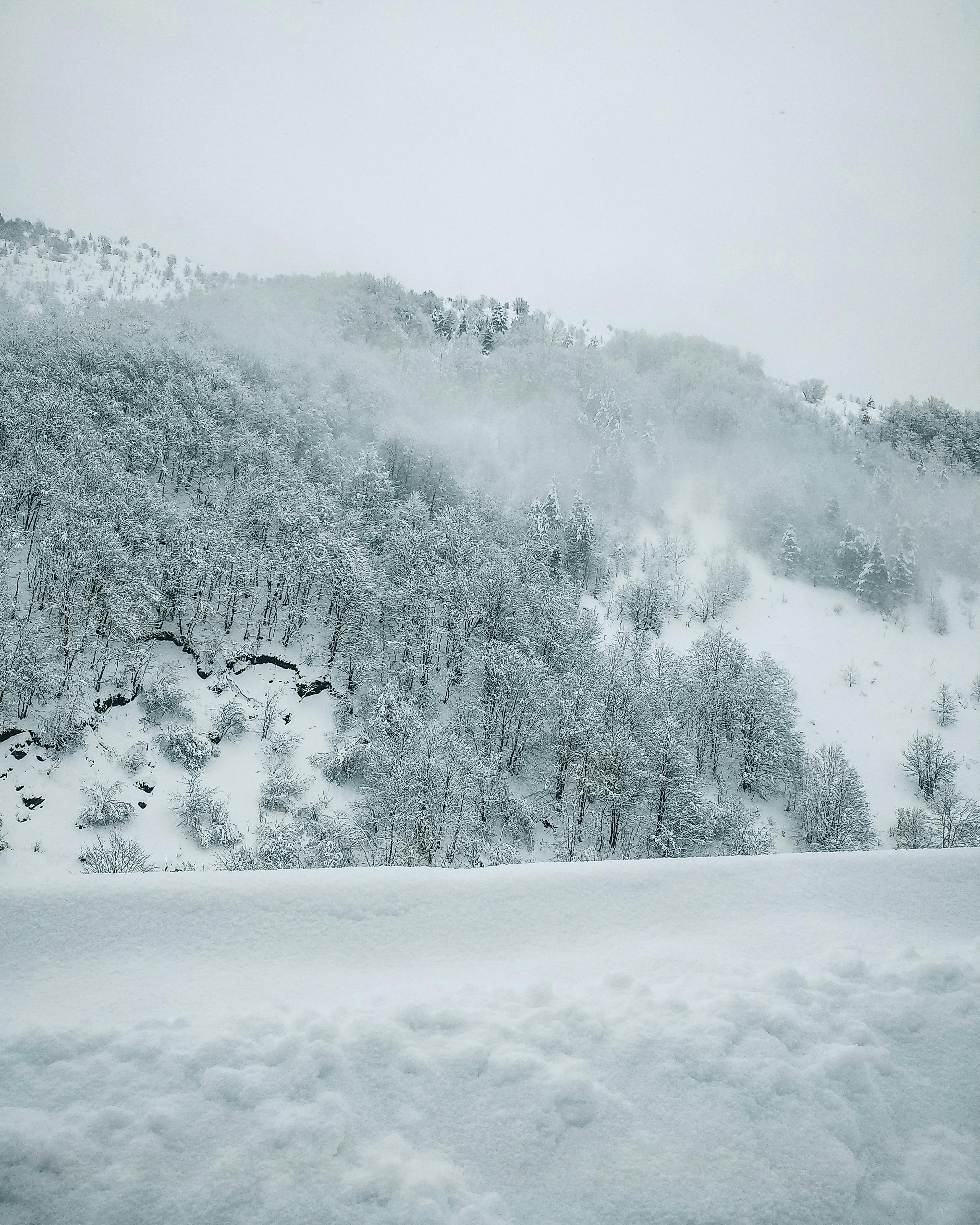 Foggy Winter Landscape with Snow Covered Forest on a Hill Slope · Free