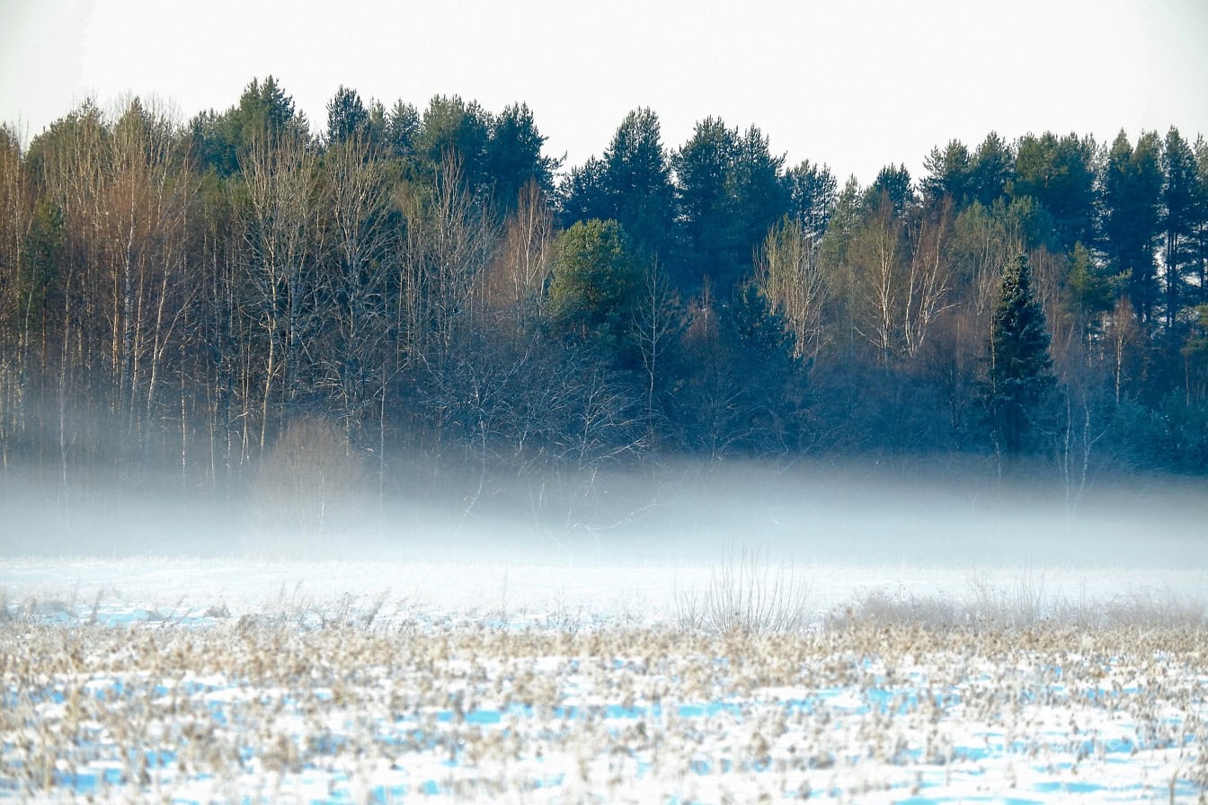 Free picture: A winter landscape with fog or mist covering the lower part of the air just above the snowy field