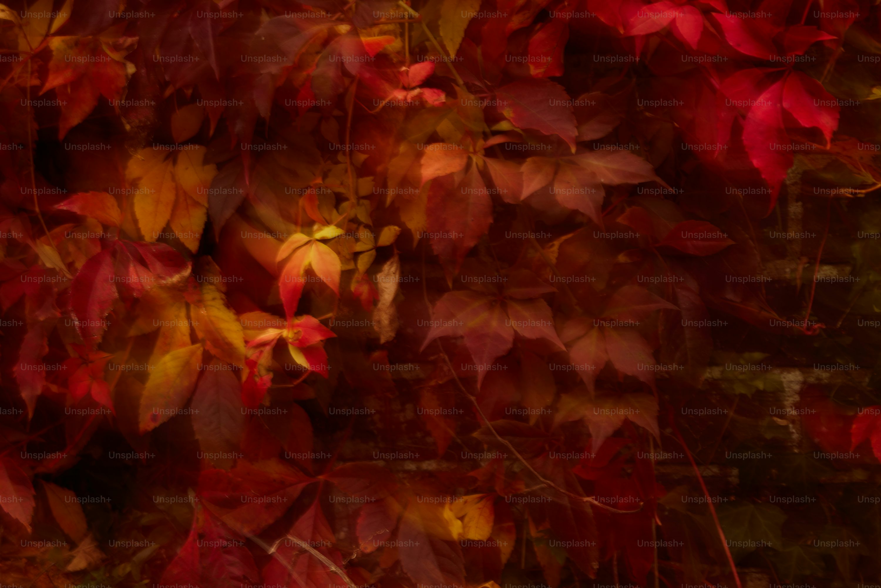 Autumn leaves in warm, rich colors