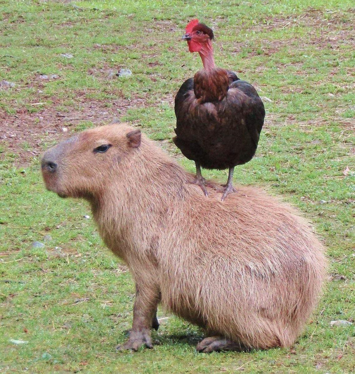 Capy Thanksgiving :)