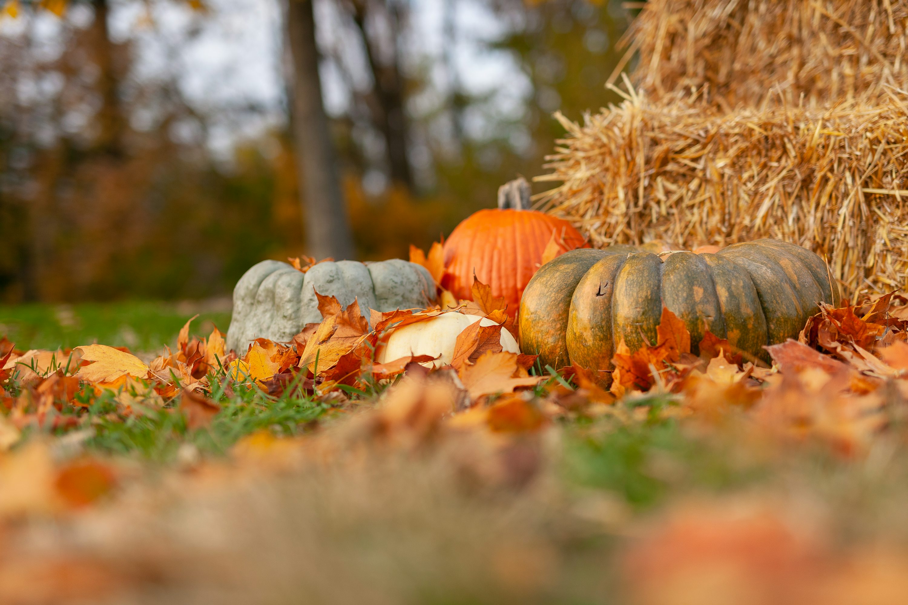 Thanksgiving Wallpaper: Free HD Download [4K]