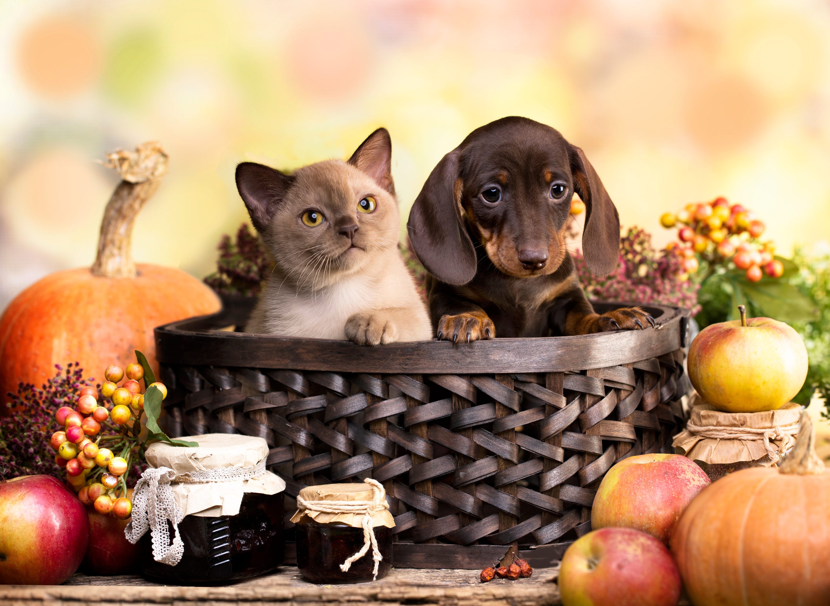Closed for Thanksgiving starting Nov. 27!.A.R.E.4Paws