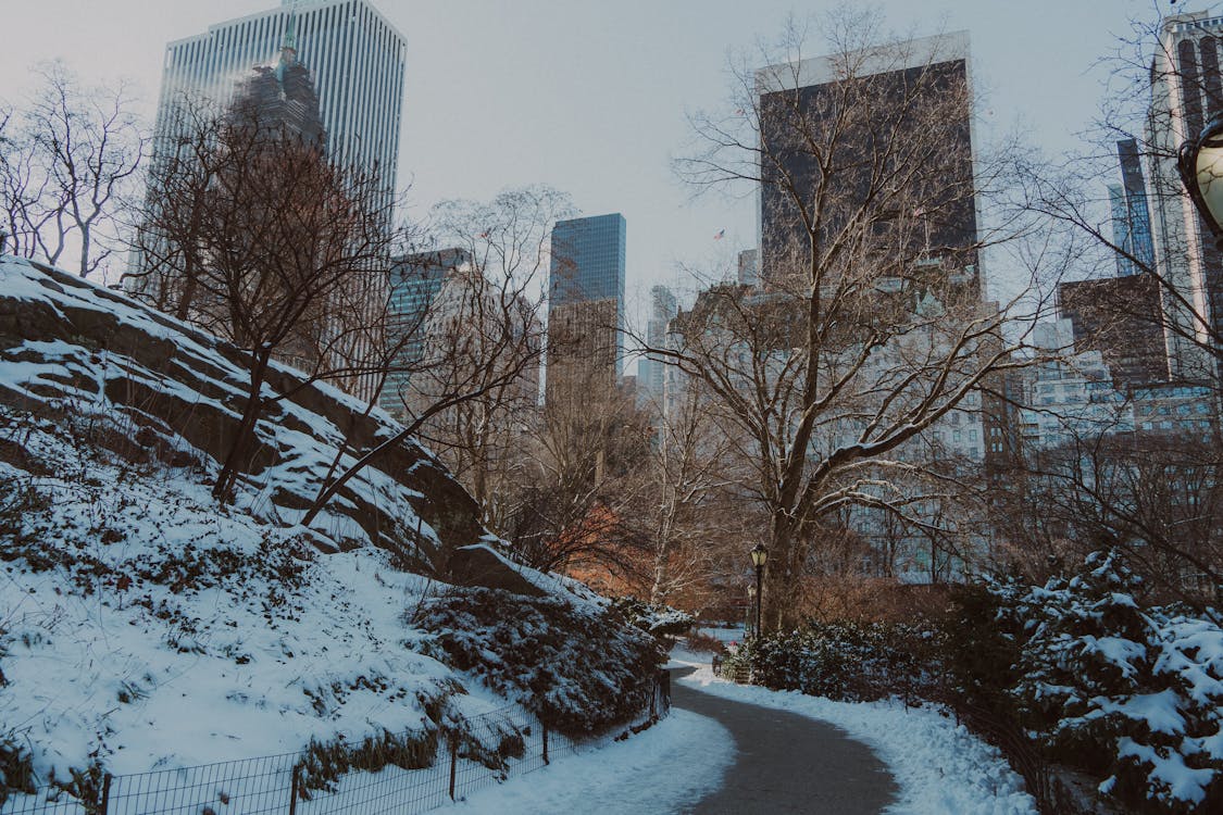 Winter in Central Park NYC with Skyline View · Free