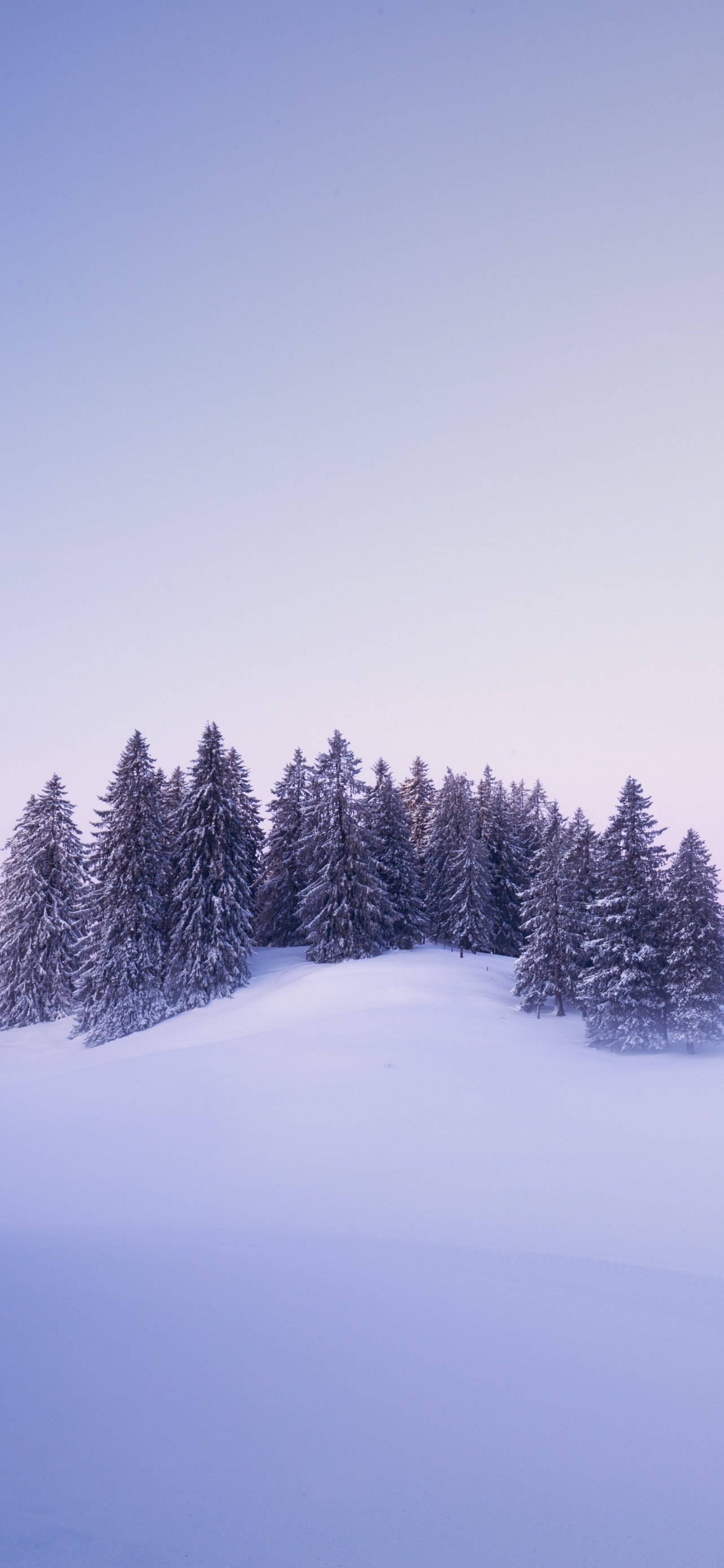 Winter Snow Covered Foggy Trees Landscape Blue Hour