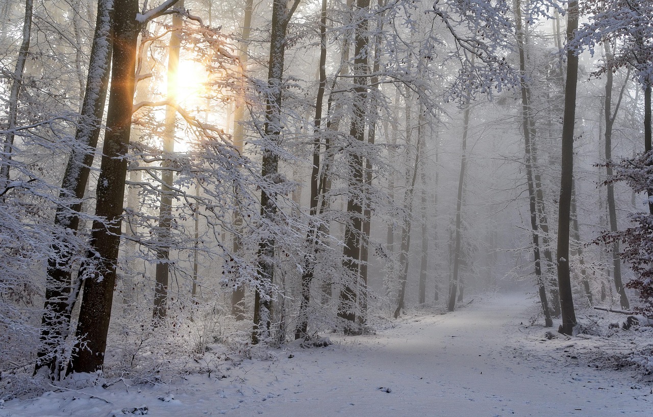 Free Foggy Winter Forest & Winter Image