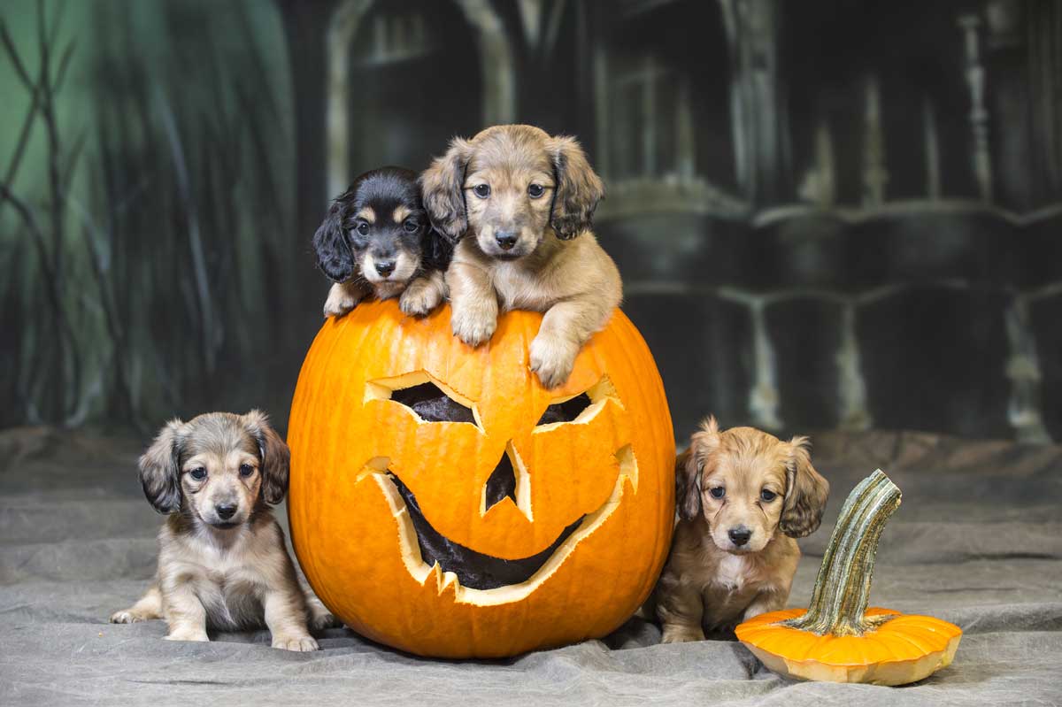 Seven things to look forward to this fall. if you're a dog or cat!