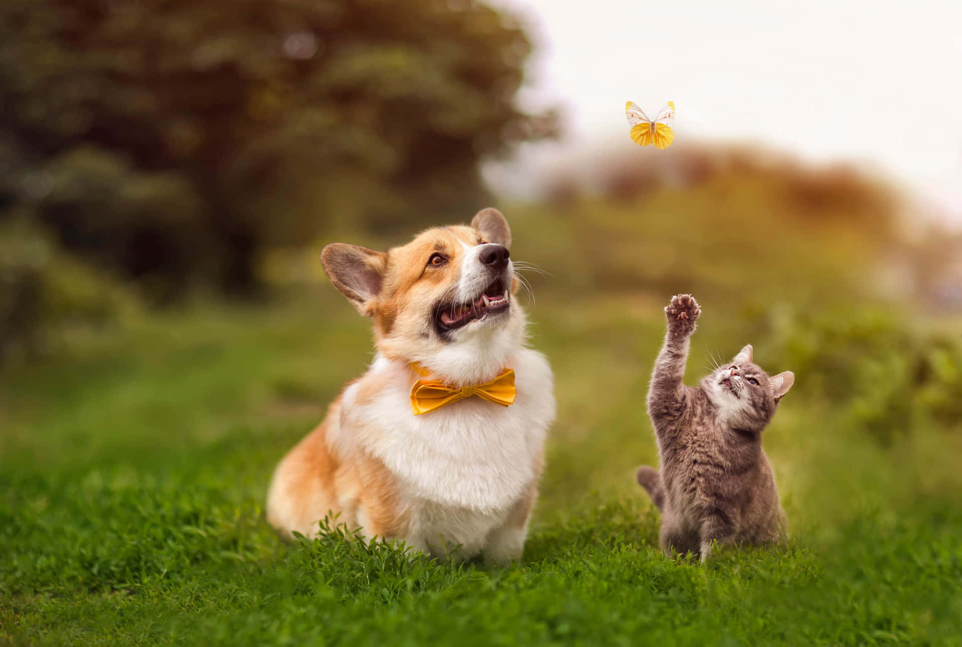 Funny Cat And Dog Picture