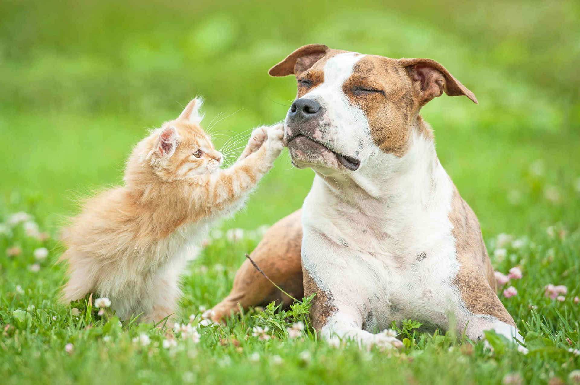 Funny Cat And Dog Picture